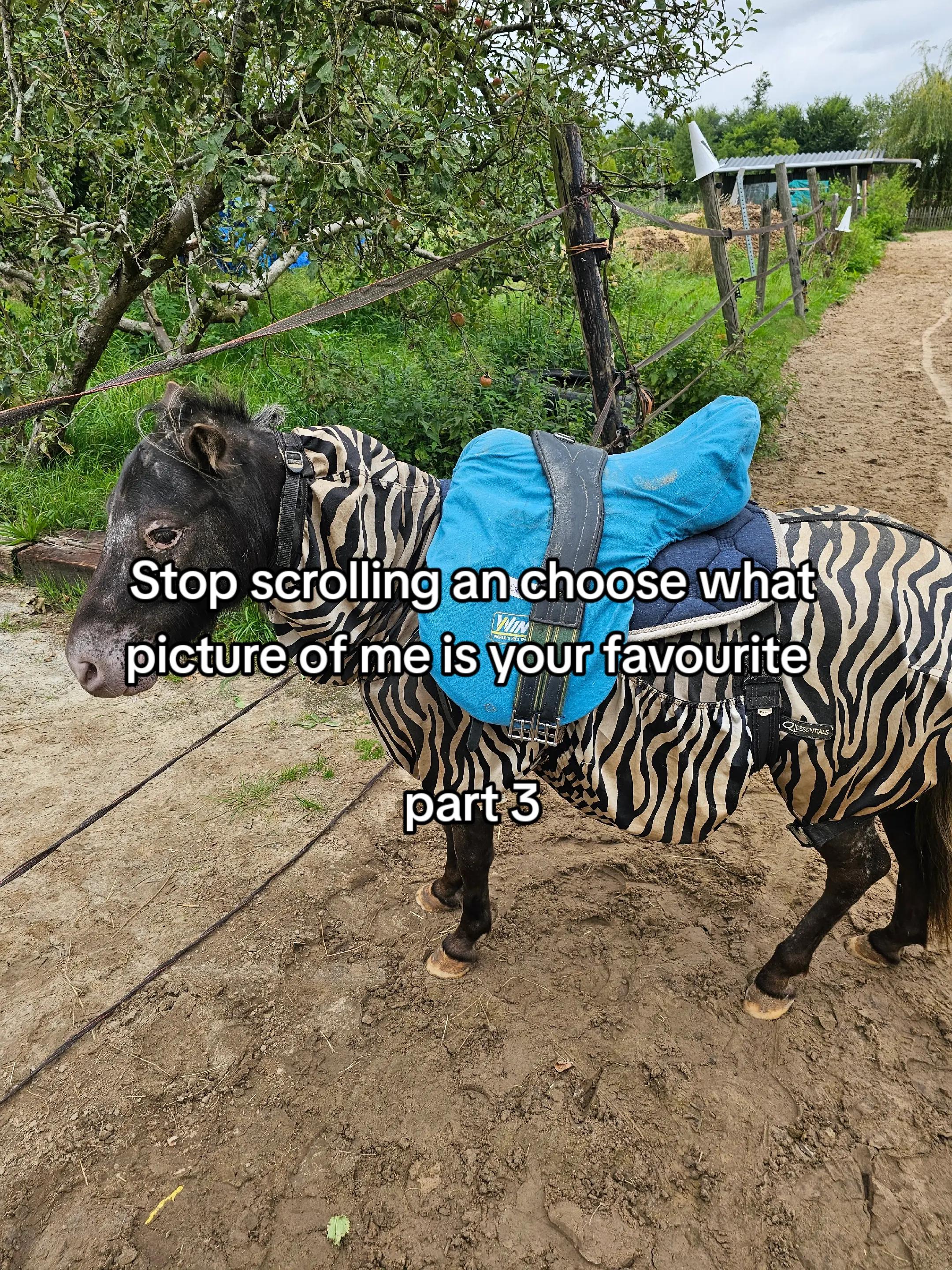 @Dino and horses