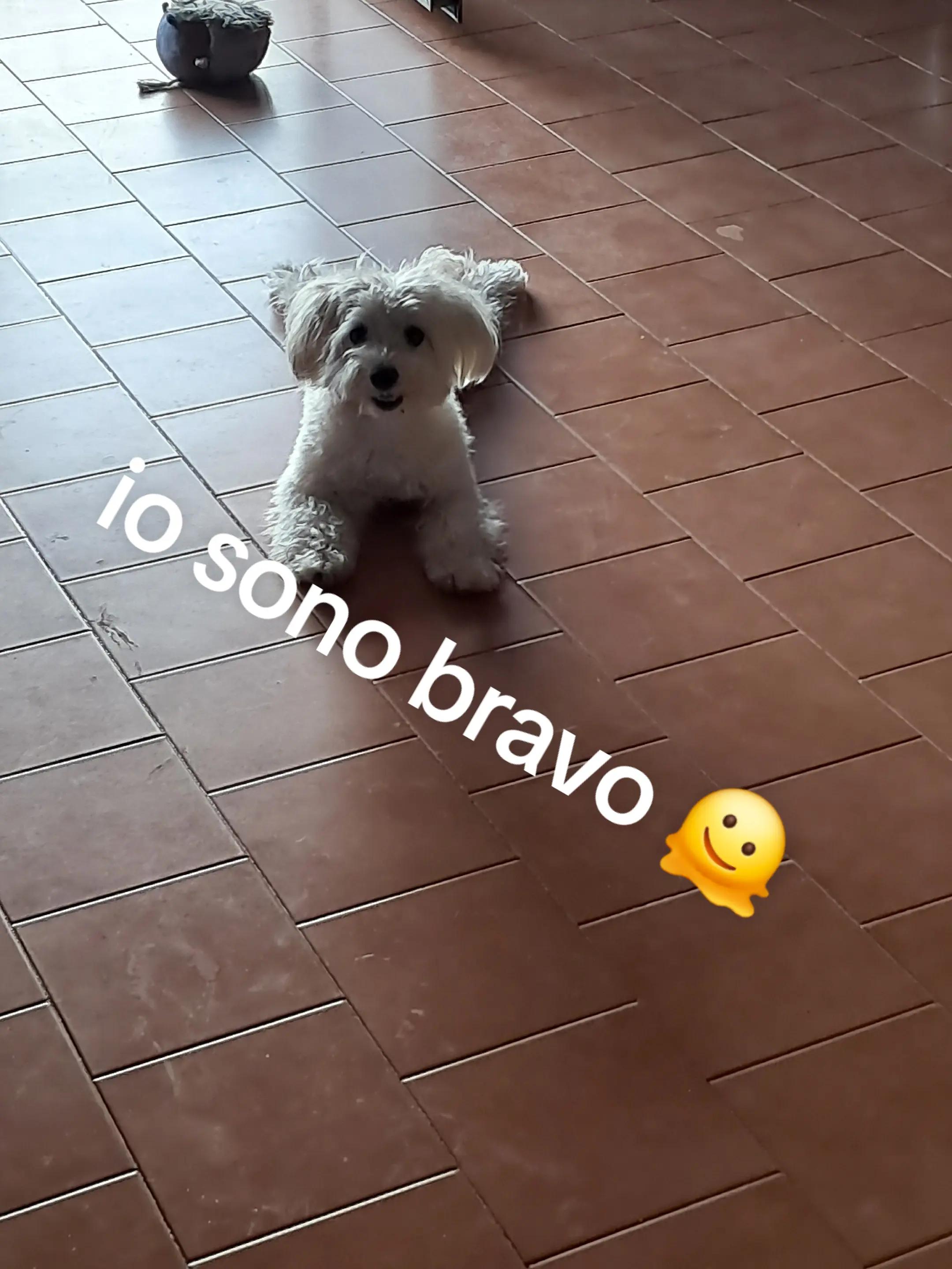 @vincenzapalmese16