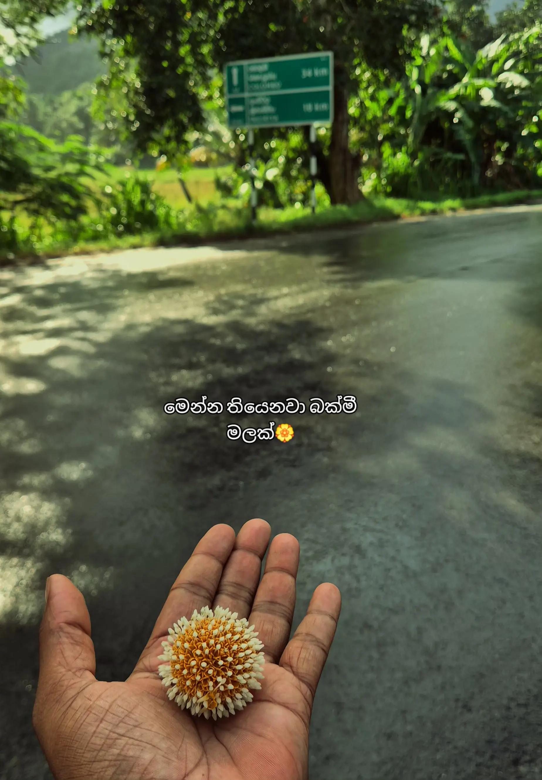 @AsH_perera