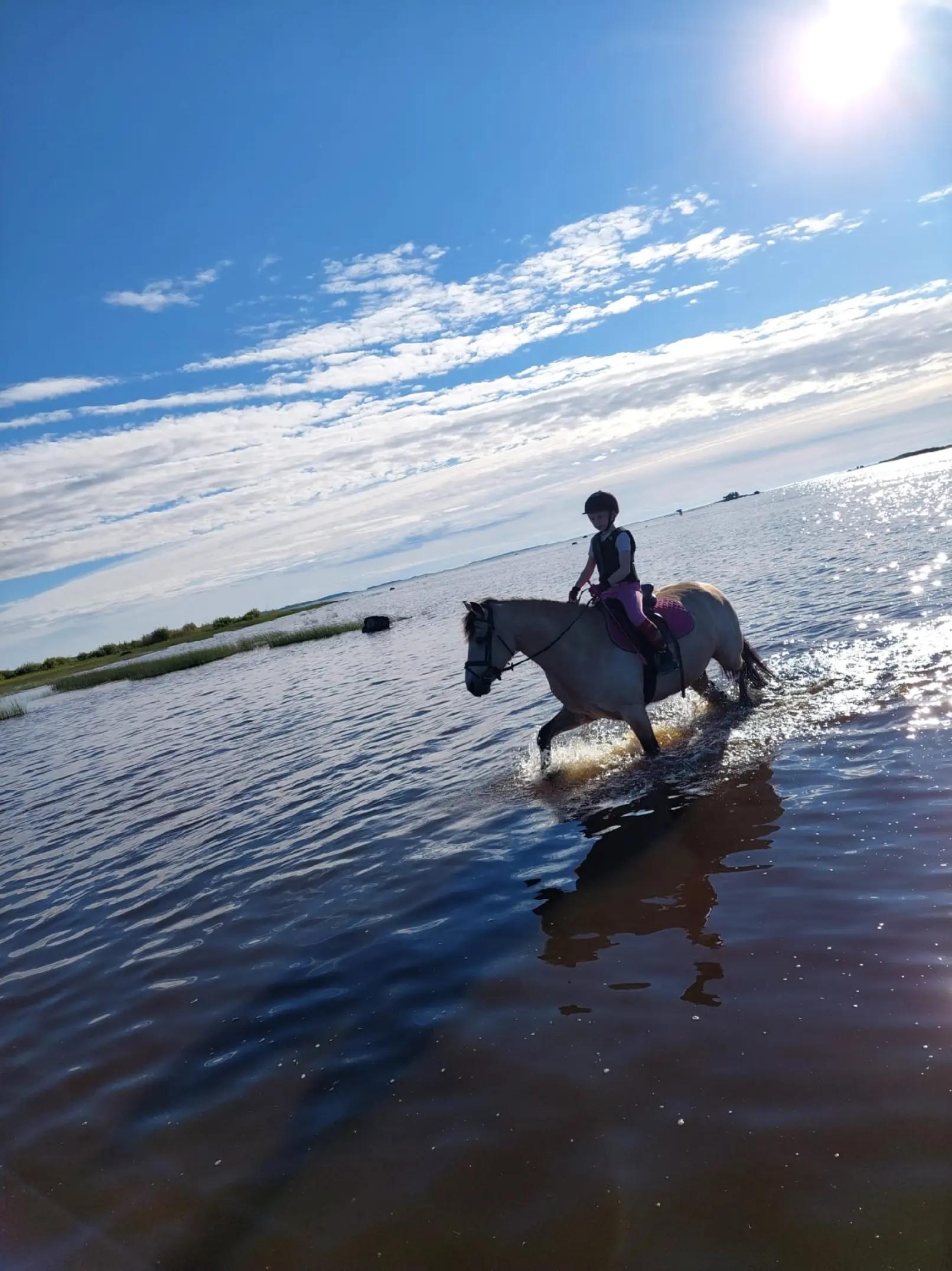@Beach Horse Stable