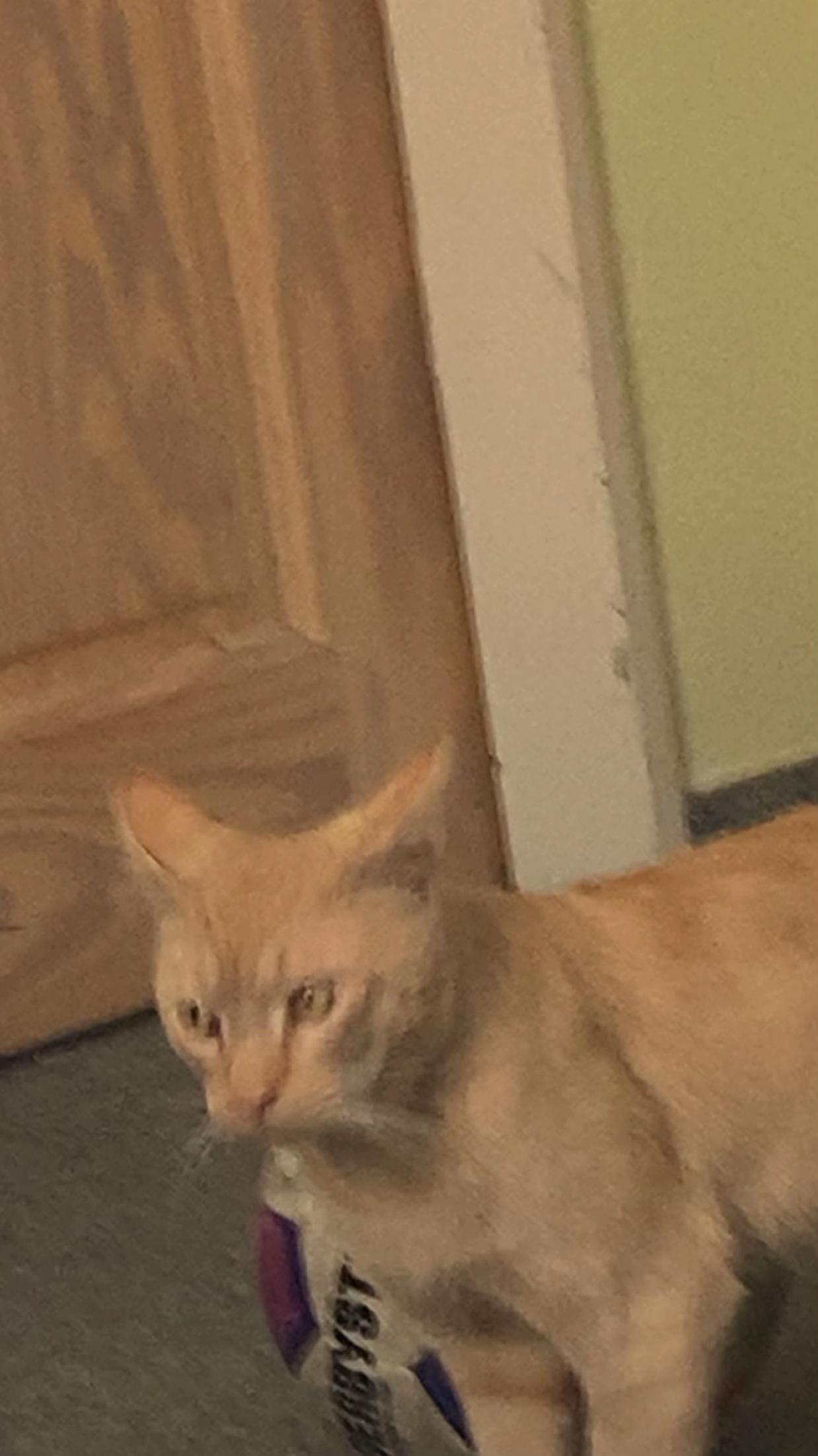 @𝐍𝐢𝐜𝐨.𝐛𝐬𝐯