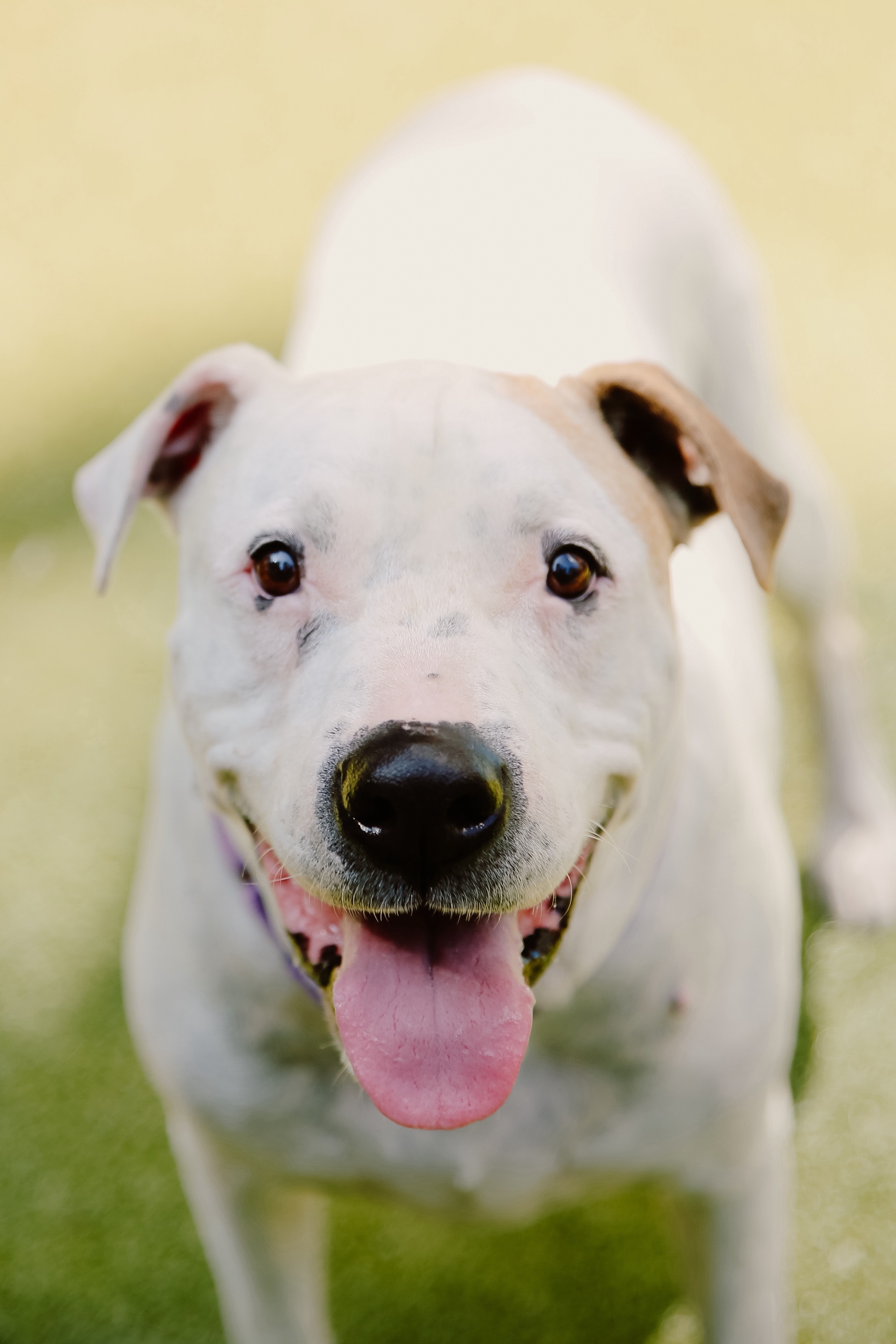@Seattle Humane