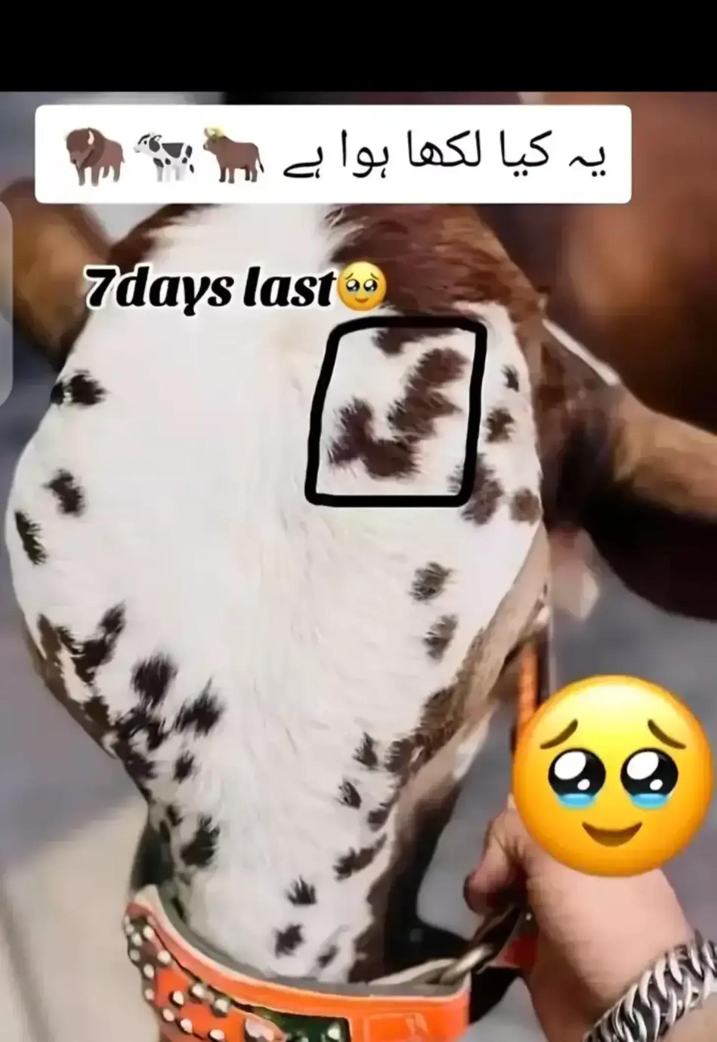 @ad786❤💞💞