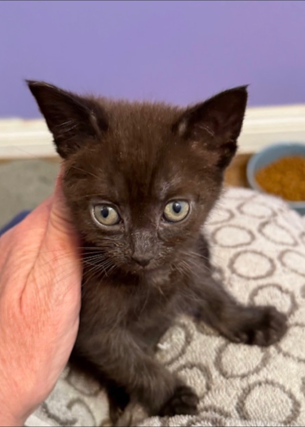 @Fancy Cats Rescue Team