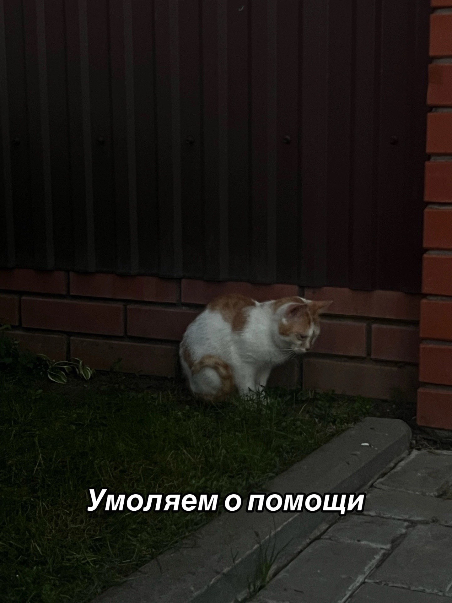 @Приют для животных Потеряшка
