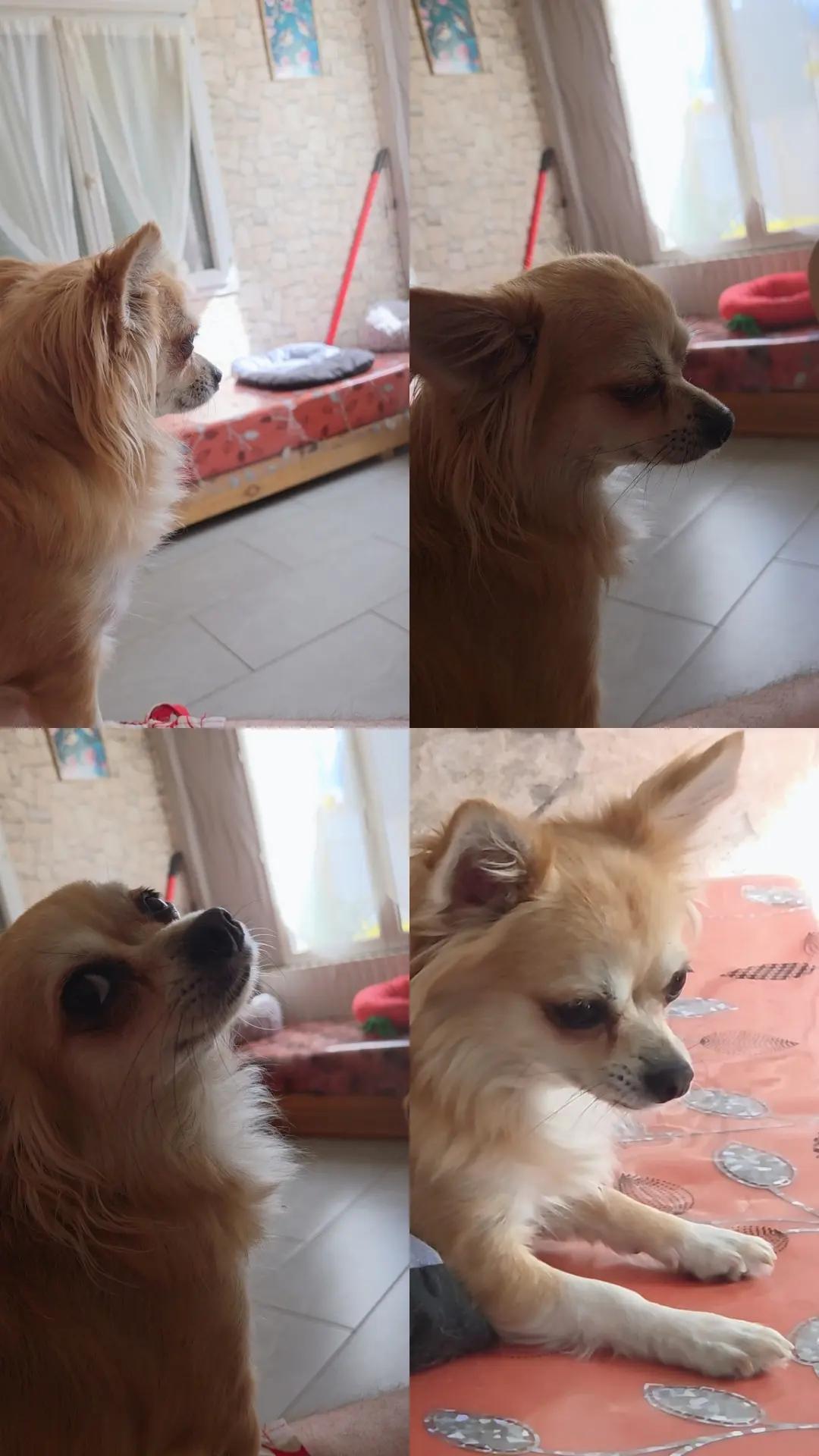 @la team chiuahuas