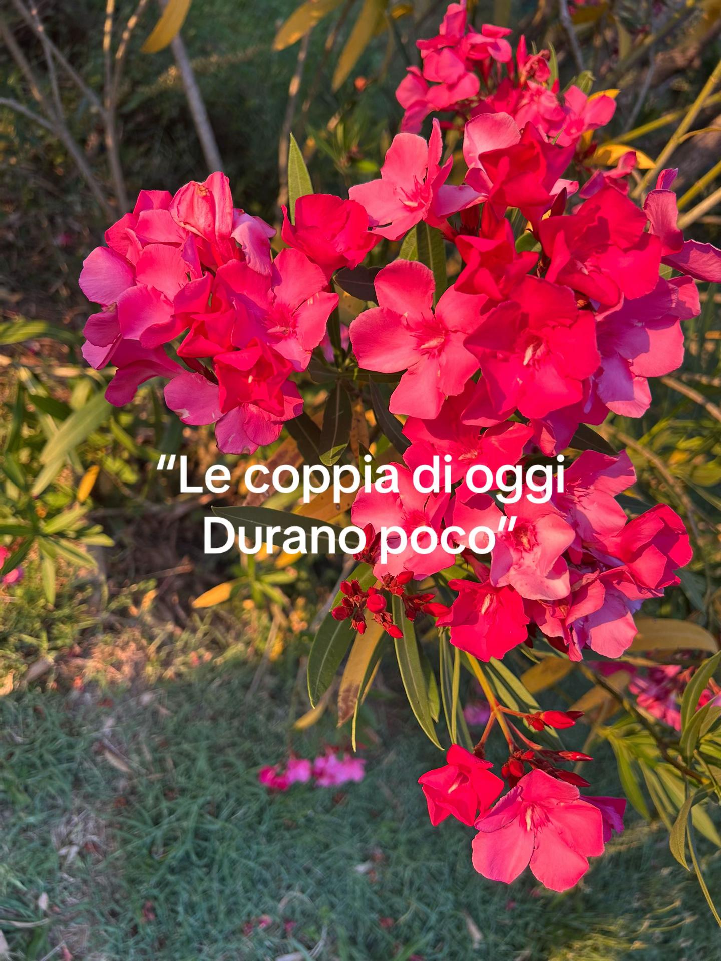 @desirè