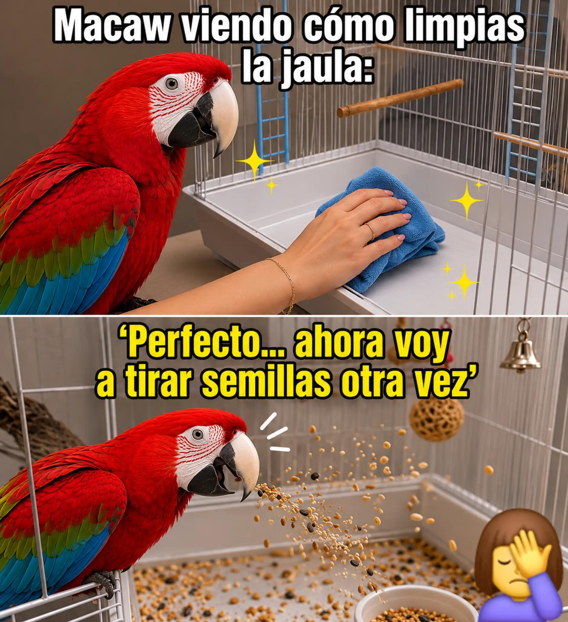 @🦋🇵🇷Mom of Parrots🇵🇷🦋