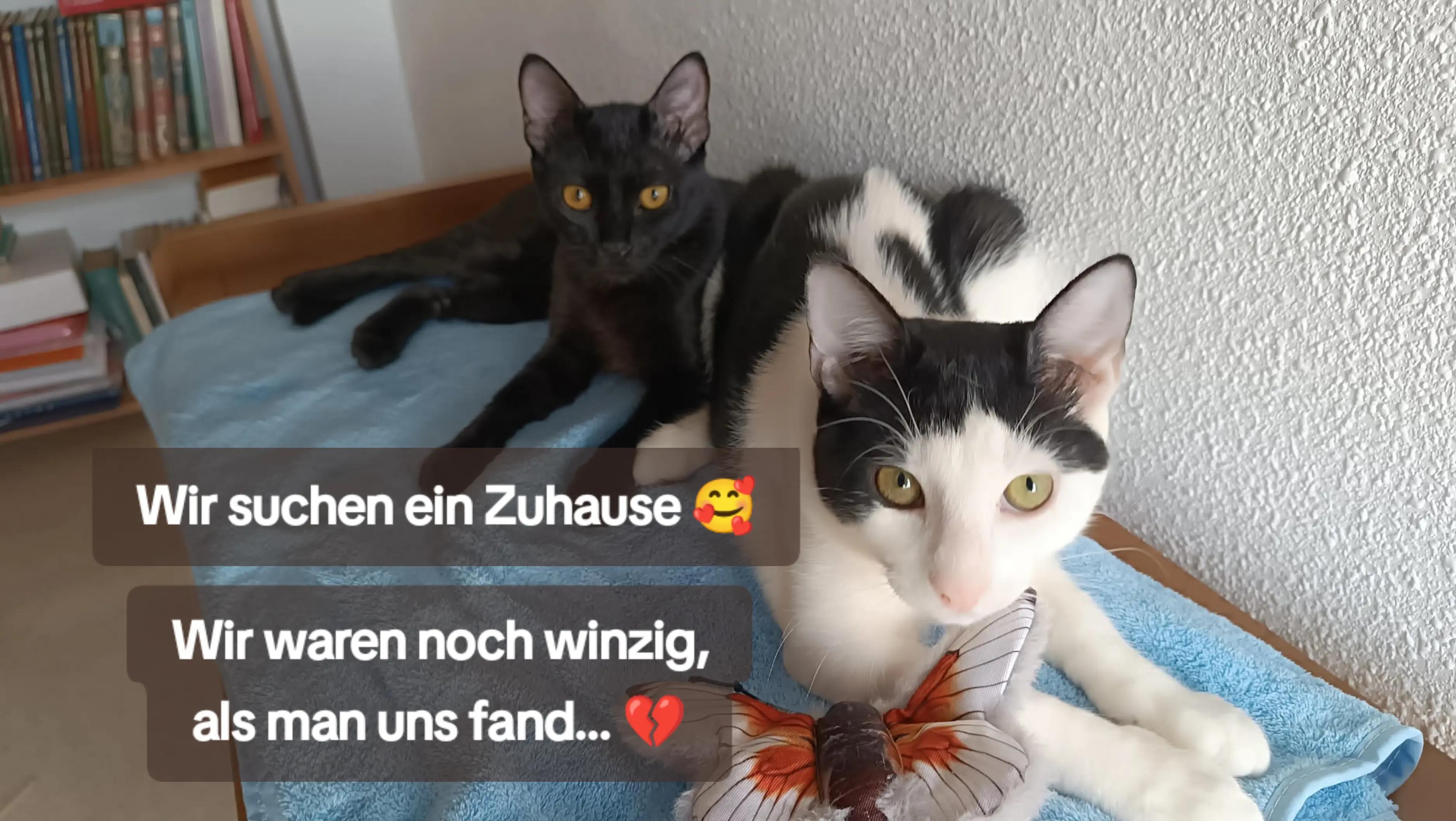 @Katzenblicke e.V.