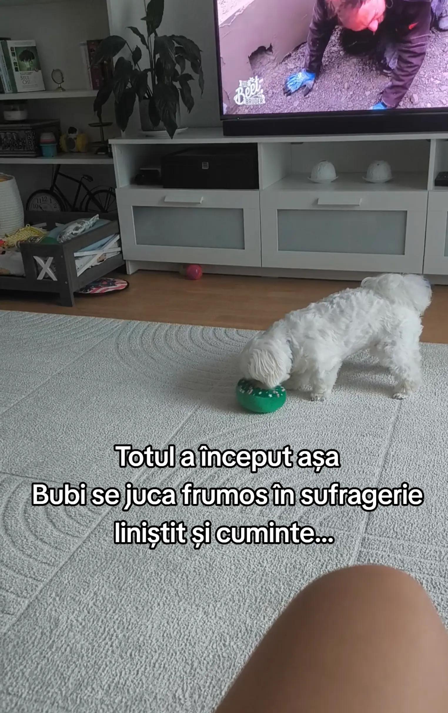 @🐾 BUBI 🐾