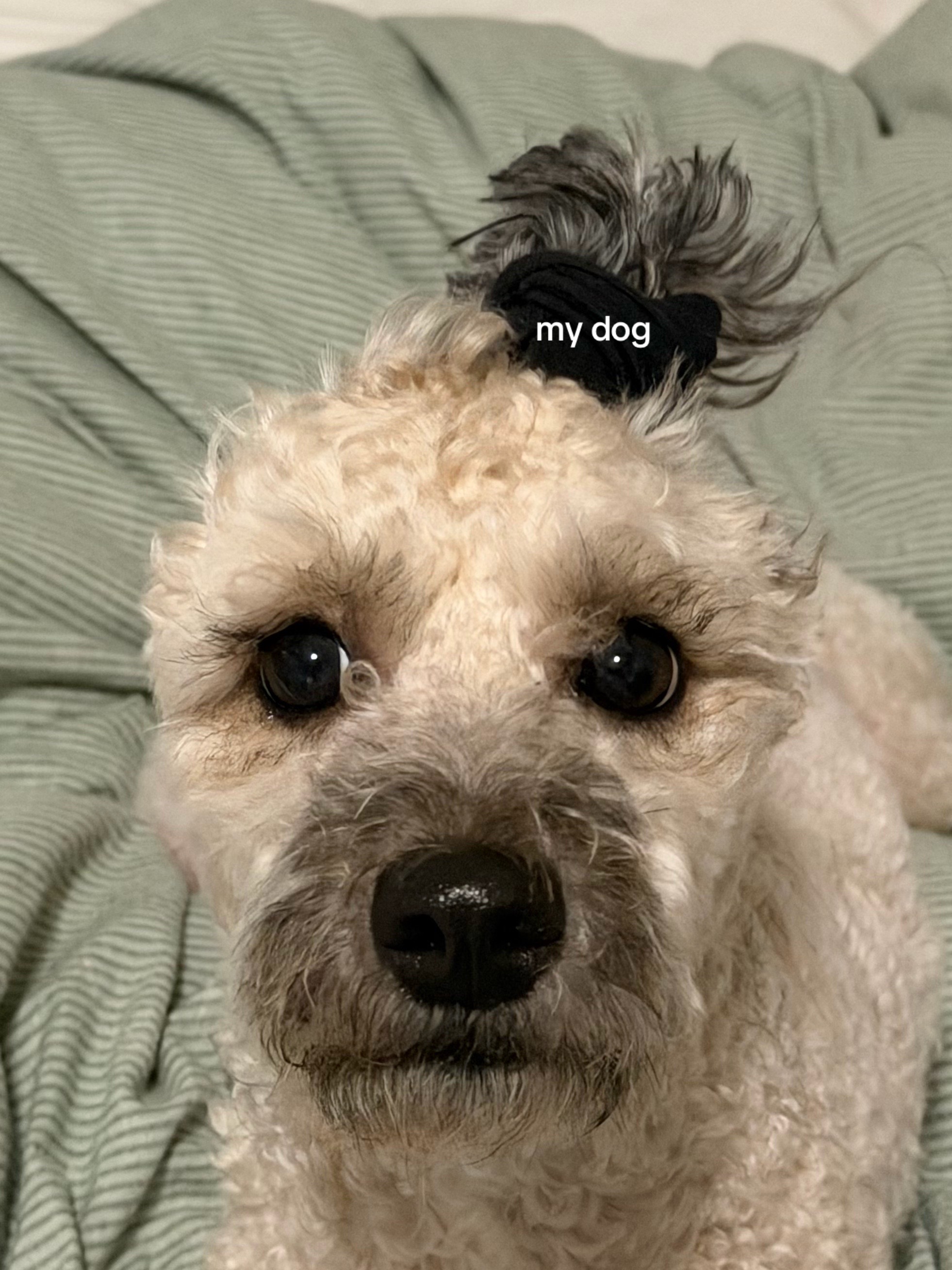 @deadfile.mp3