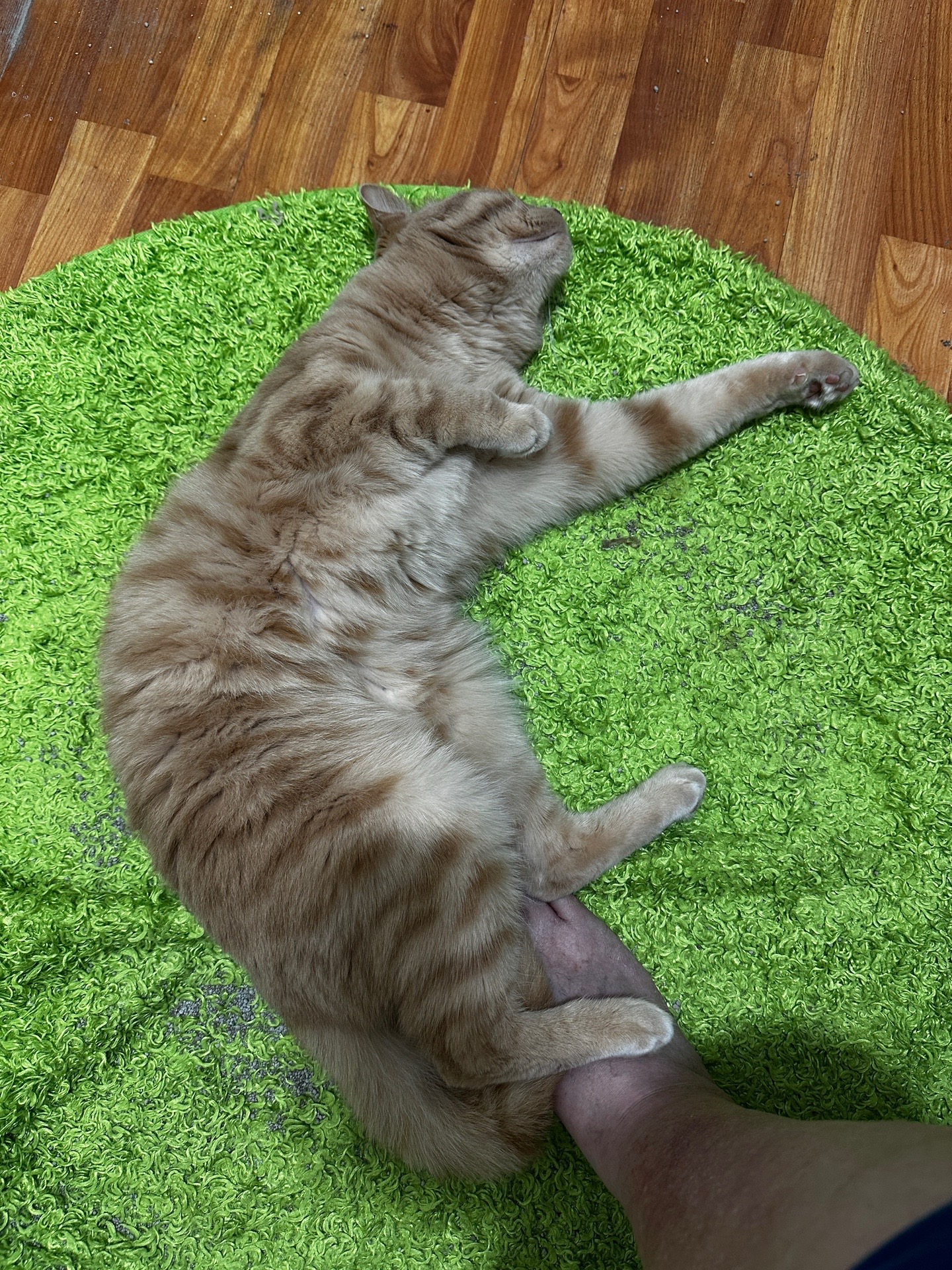 @Catmomming