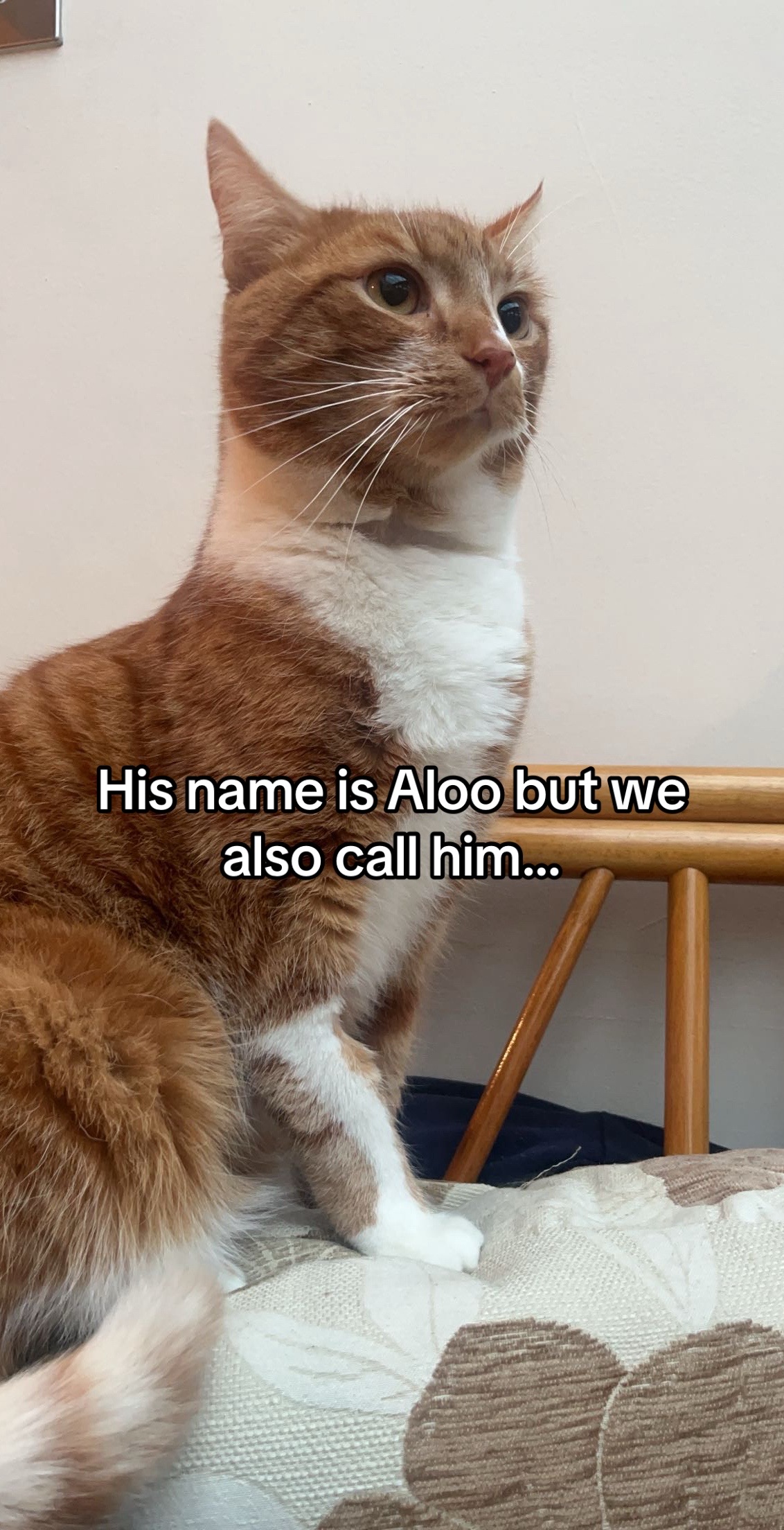 @Aloo The Cat