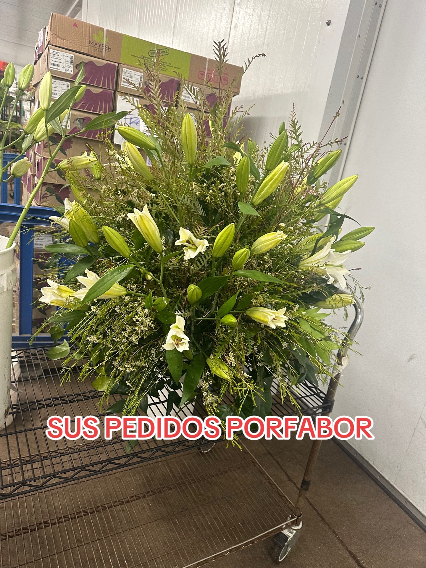 @LA PERRYS 2