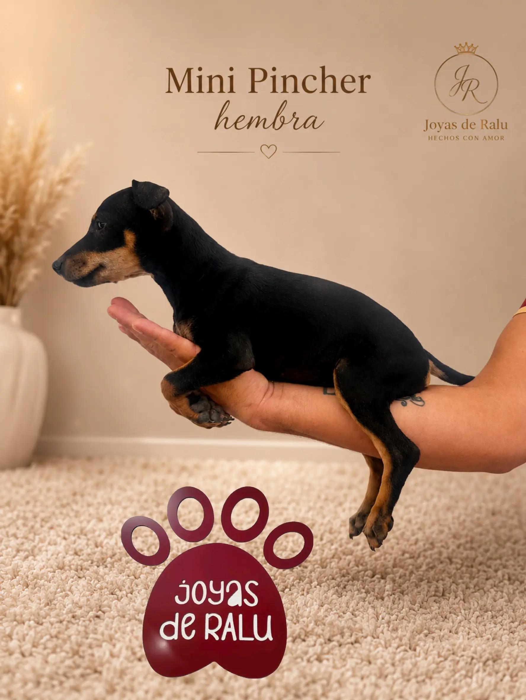 @joyas de ralu