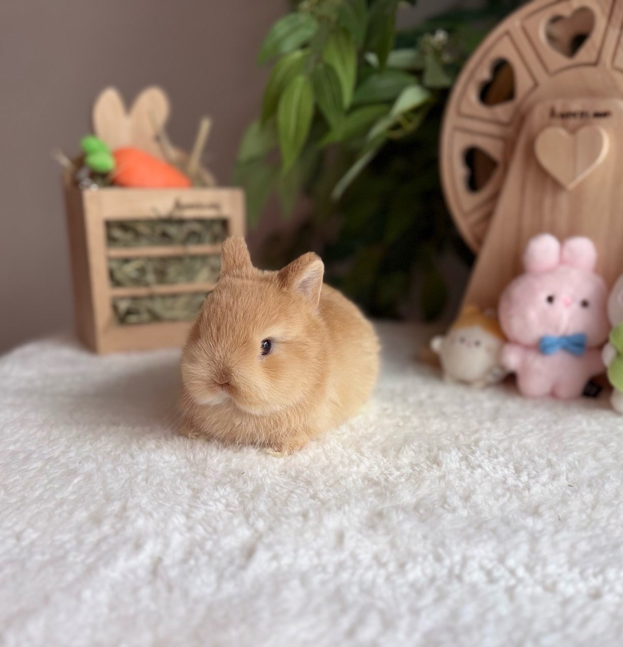 @Fluffy Bunny Orlando