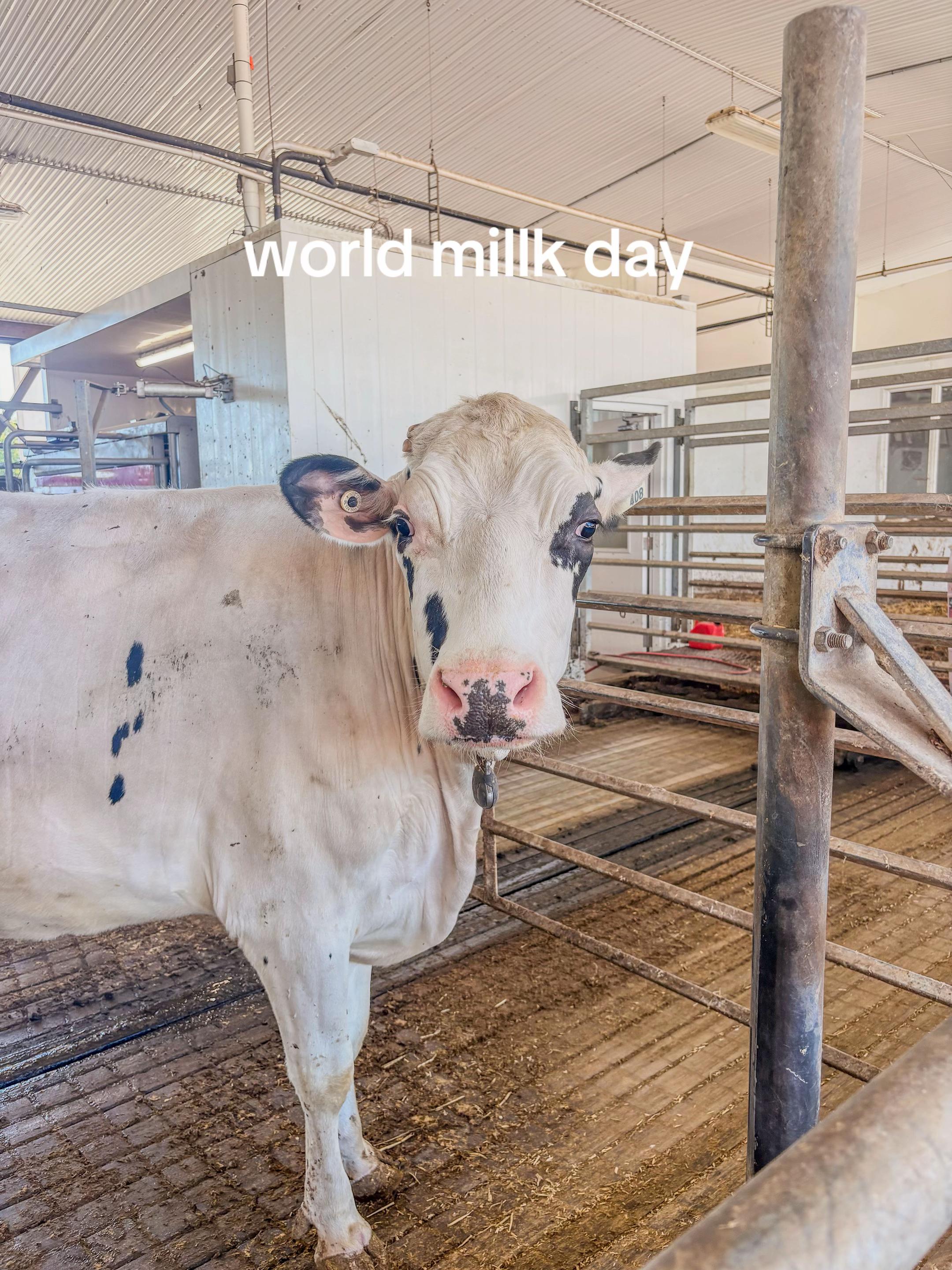 @Krestlink Holsteins