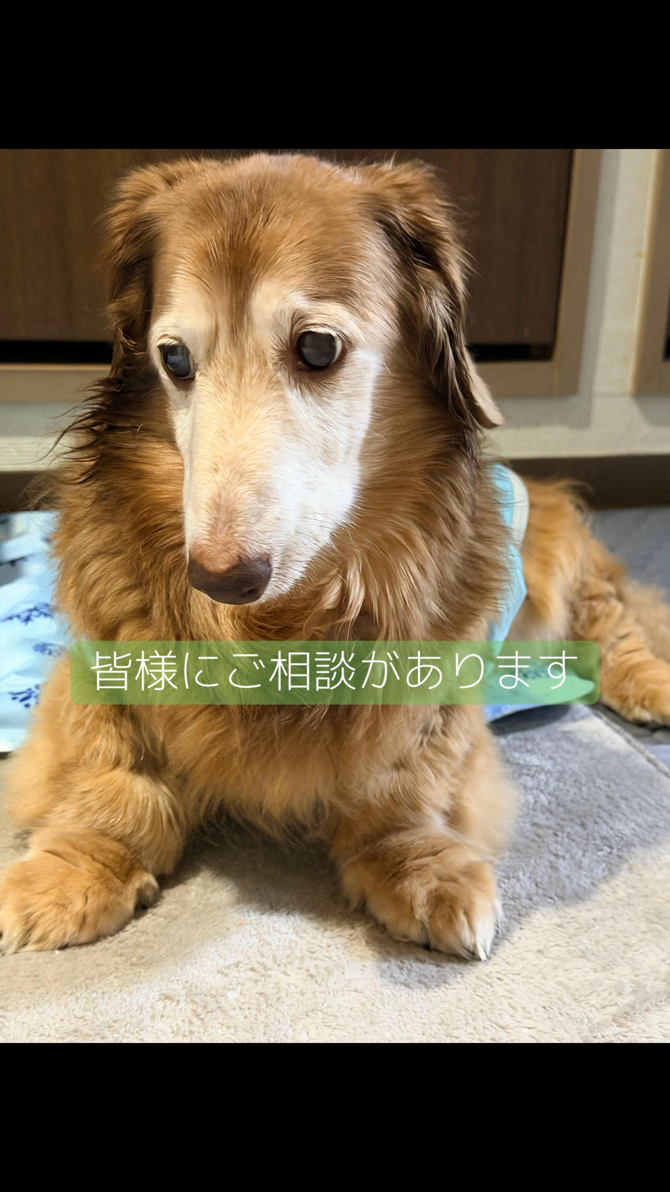 @しもひ