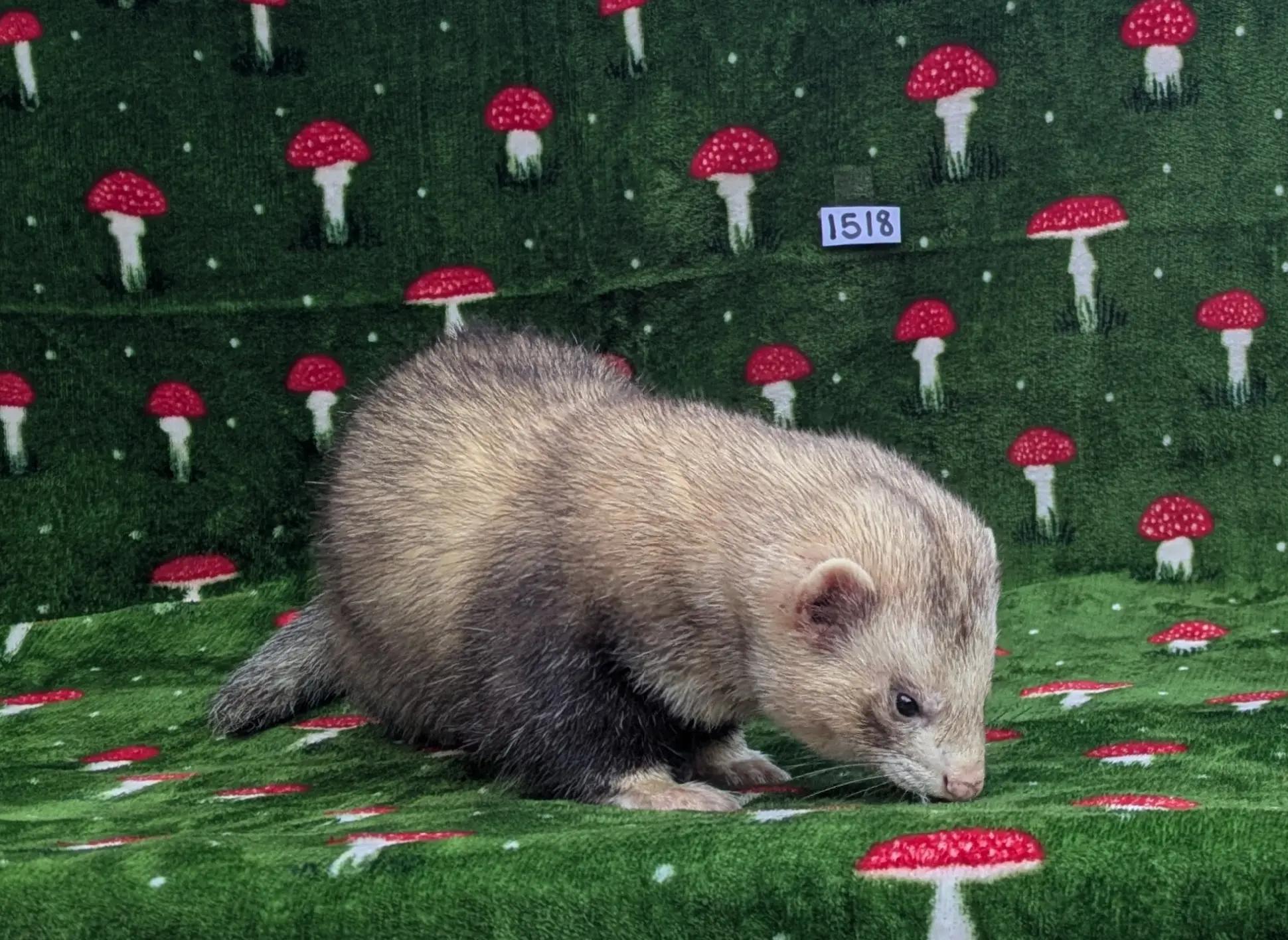 @Ocean City Ferrets