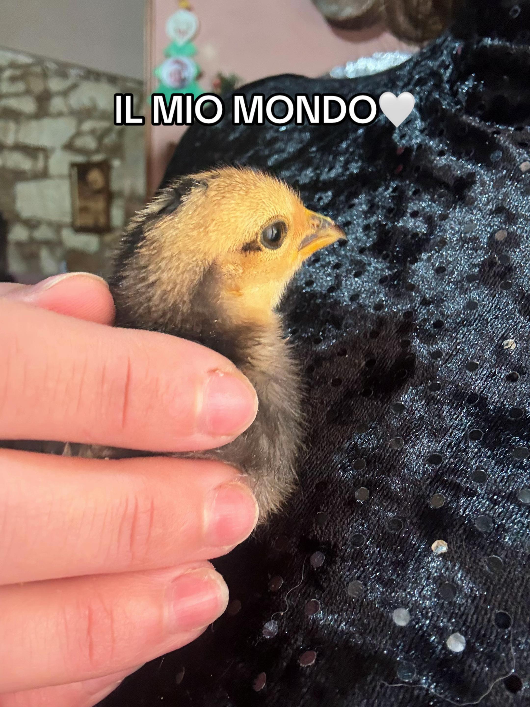 @Federica Fileccia🌹