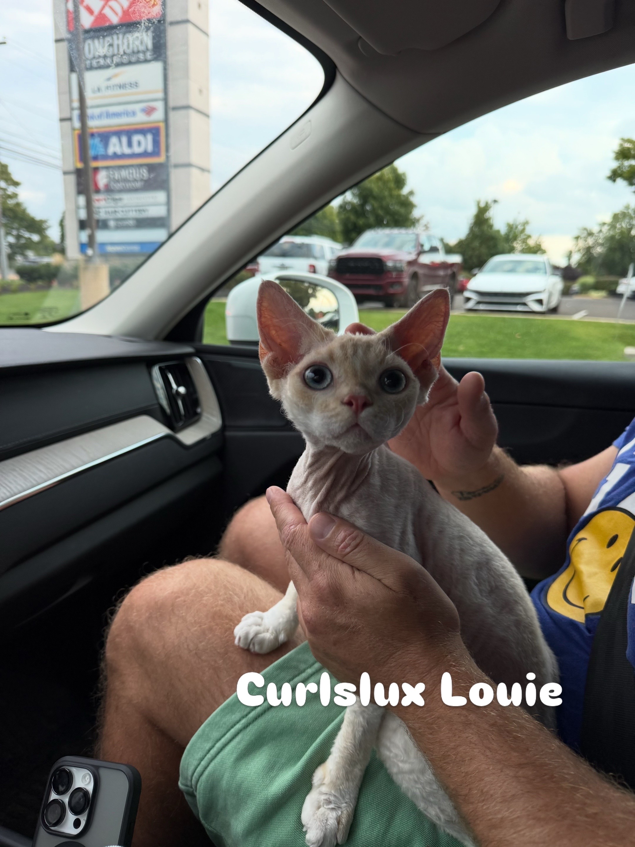@Curlslux cattery!!🇺🇸