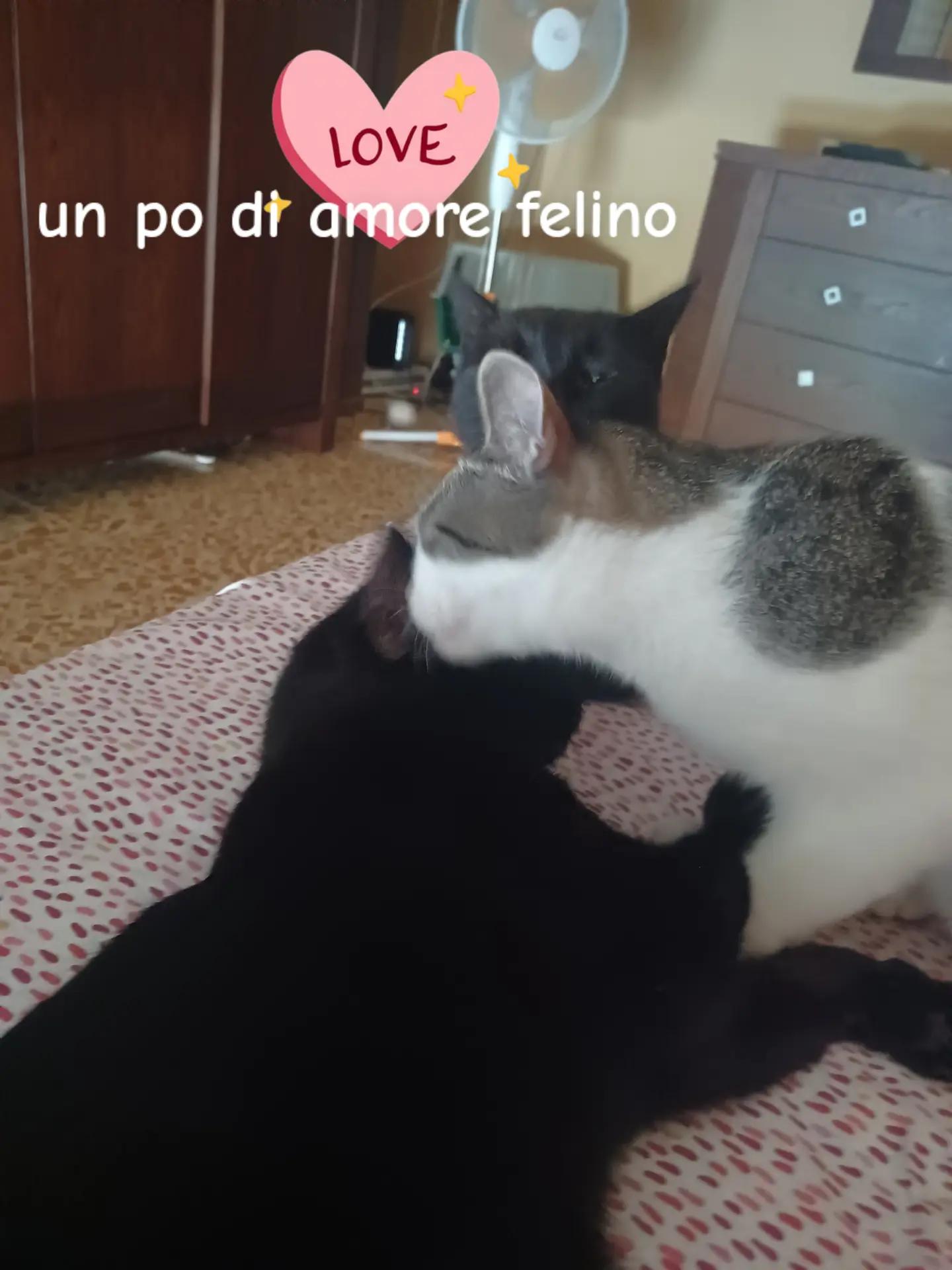 @amica dei gatti
