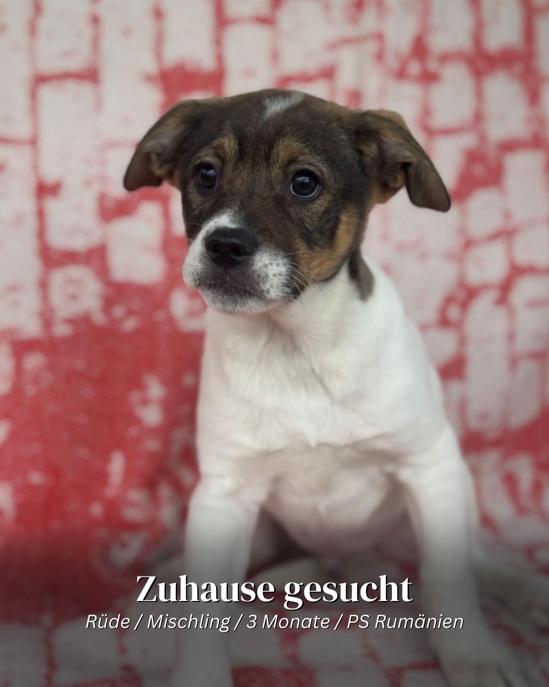 @SpecialDogs e.V.