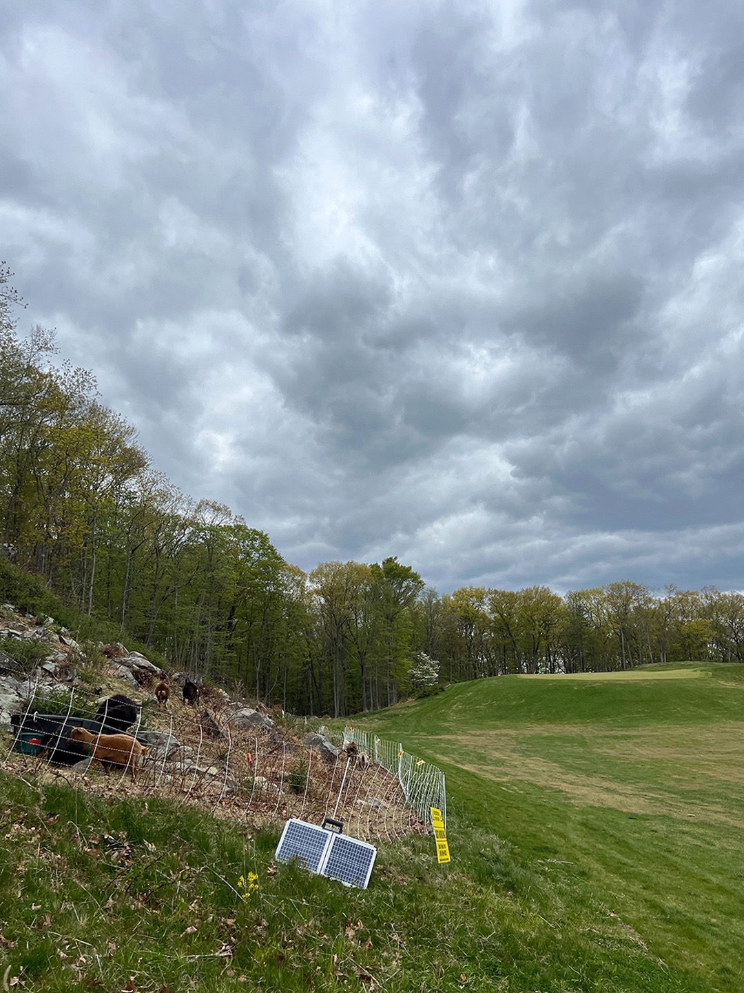 @Fried Egg Golf
