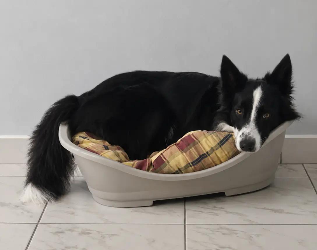@dreamteam.agility