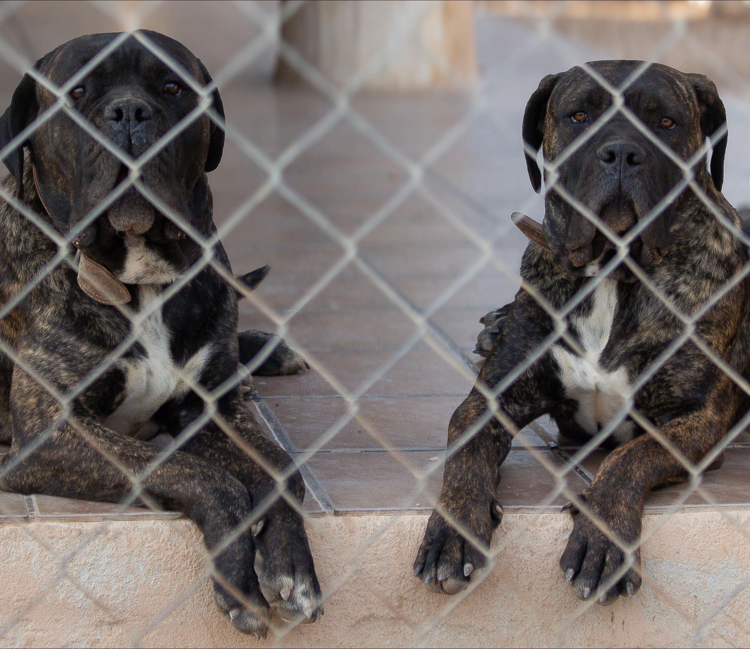 @Cane Corso Domus Targaryen