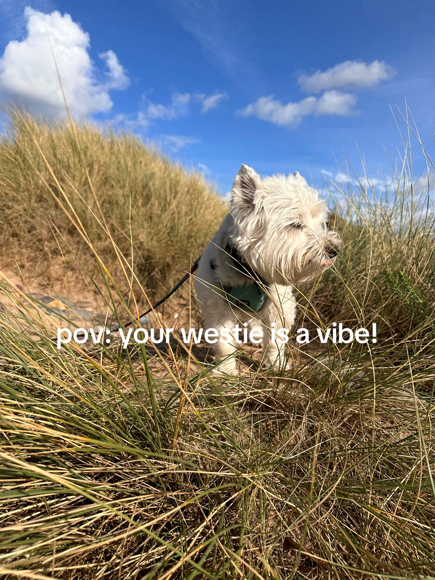 @Luna The Westie