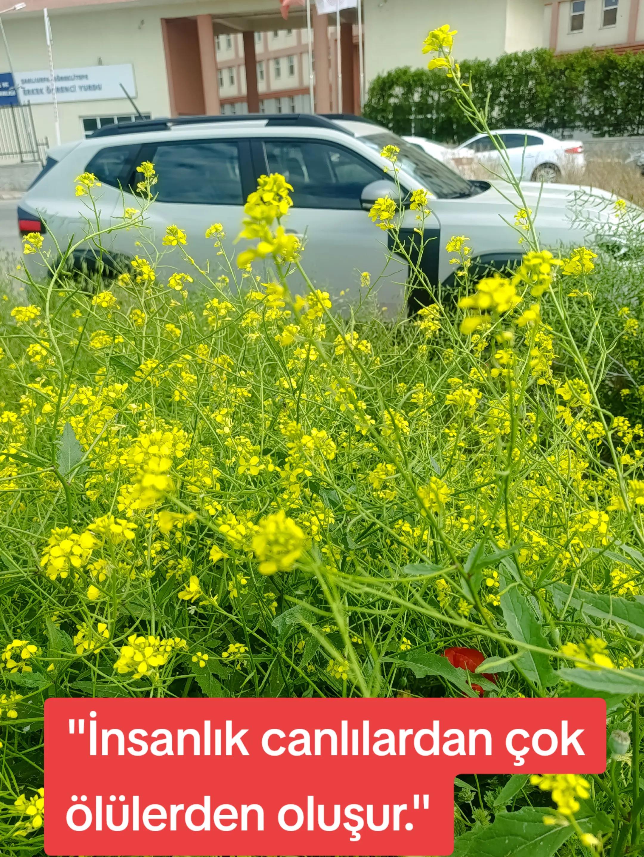 @Orhan _KURULDU