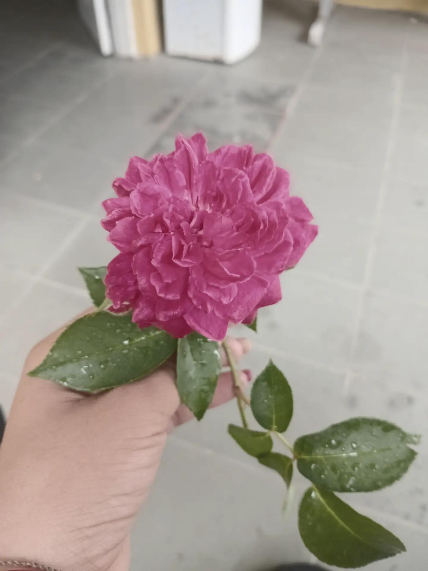 @555🌱
