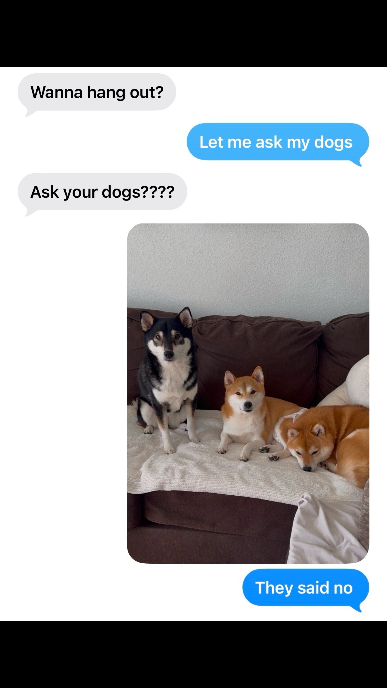 @Flock of Shibas 🐕🐕🐕