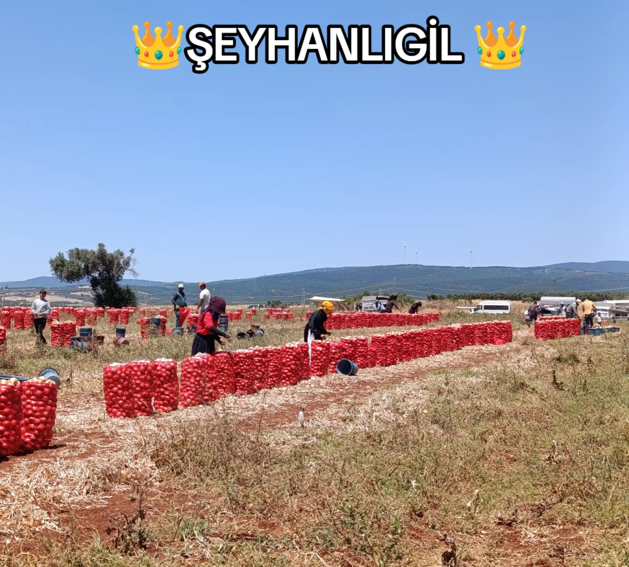 @🔥hikmetseyhanlıgil🔥