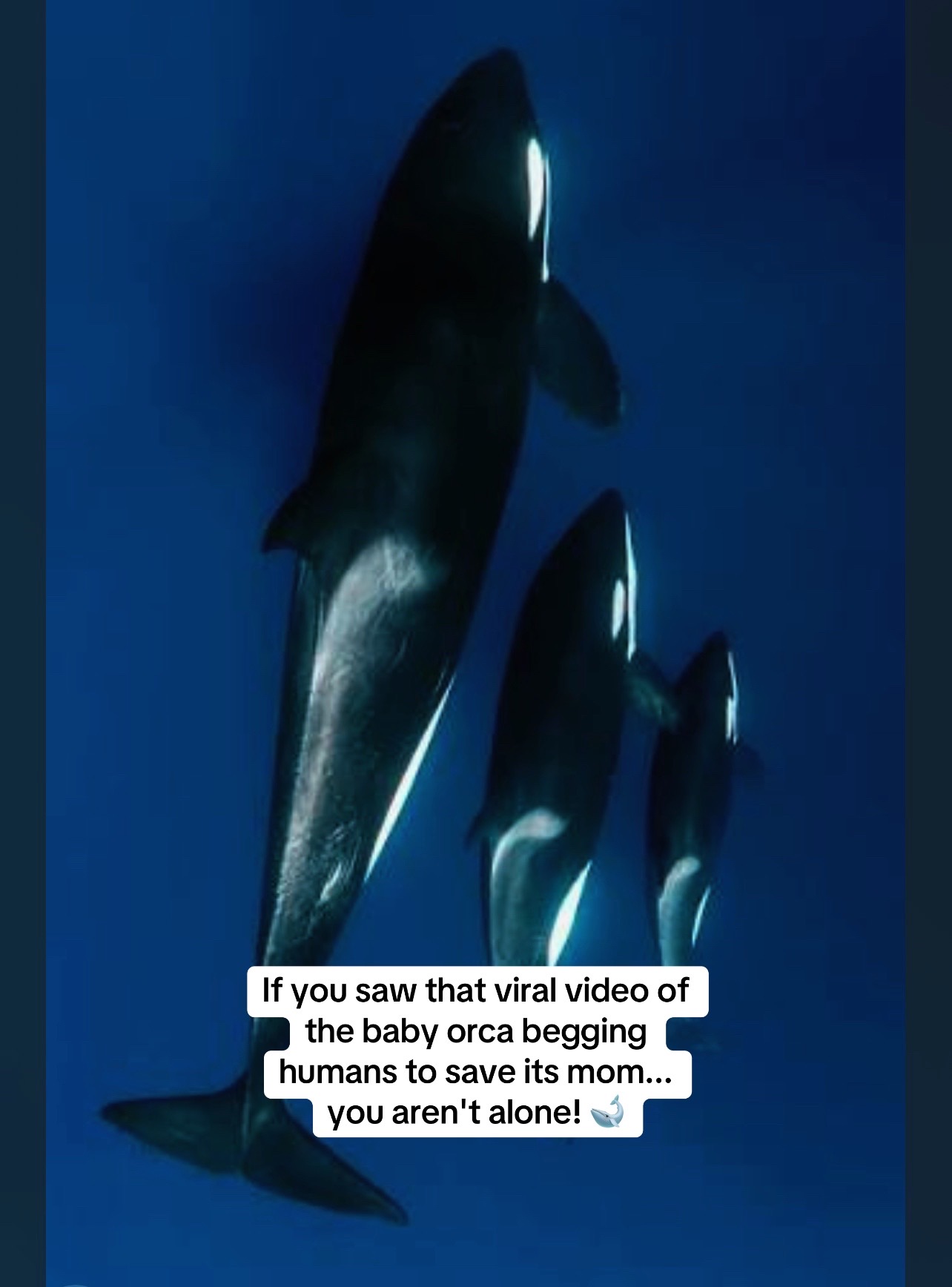 @Ocean discovery