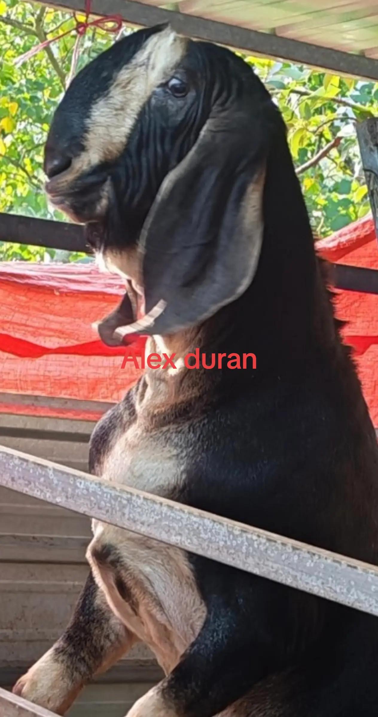 @alexduran7558