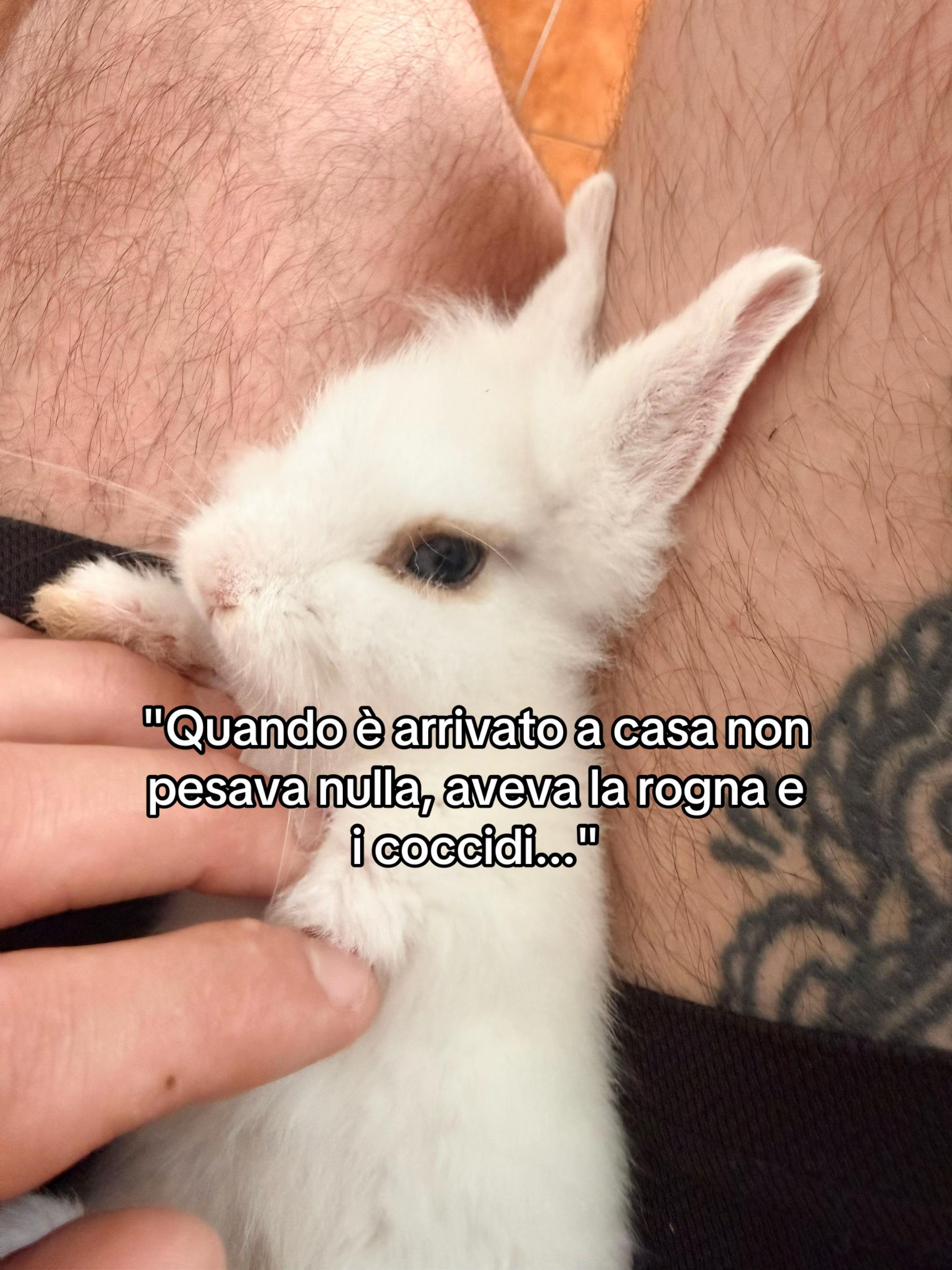 @miky tomaiuolo