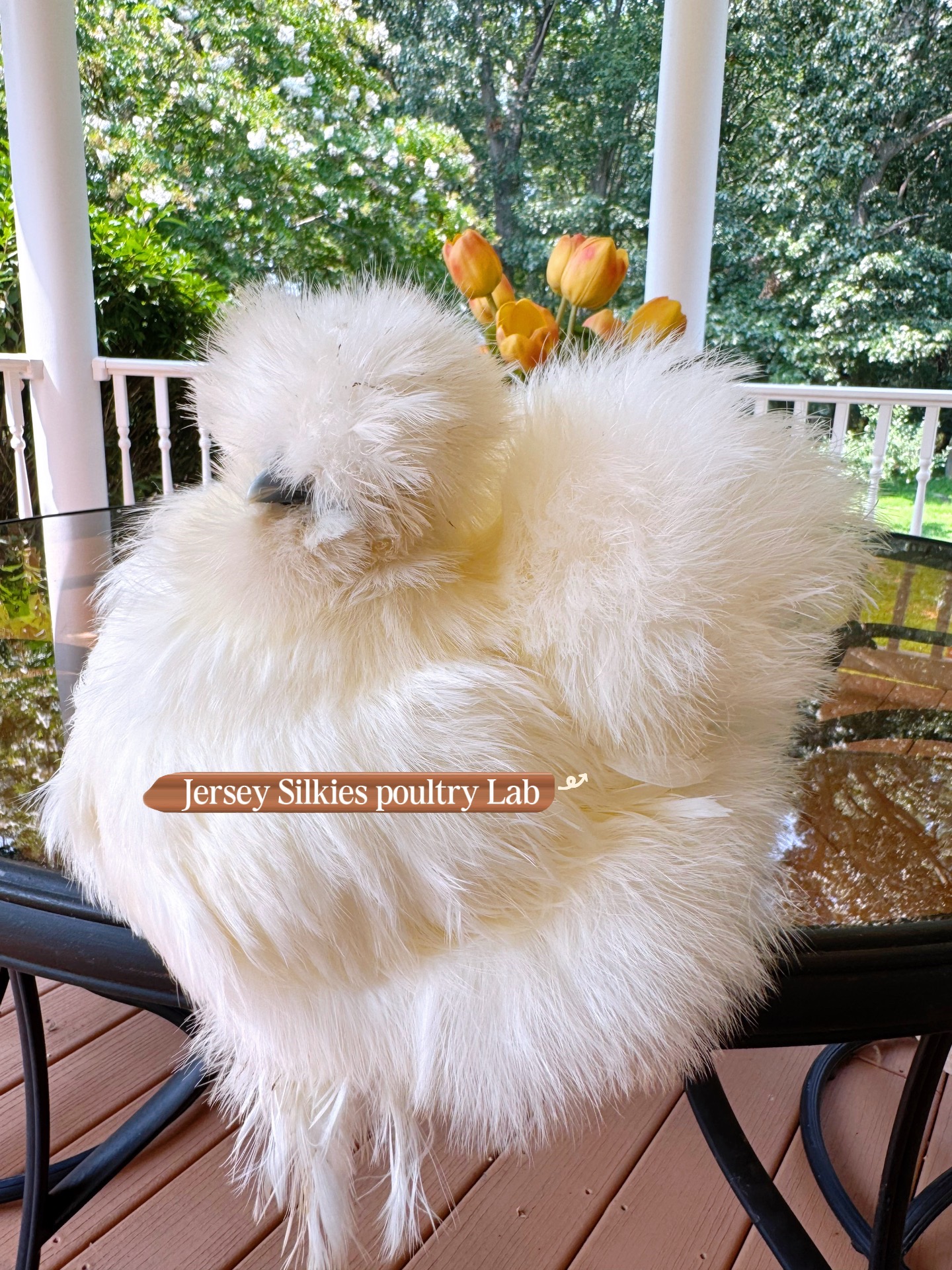 @Lavern | urban chickens