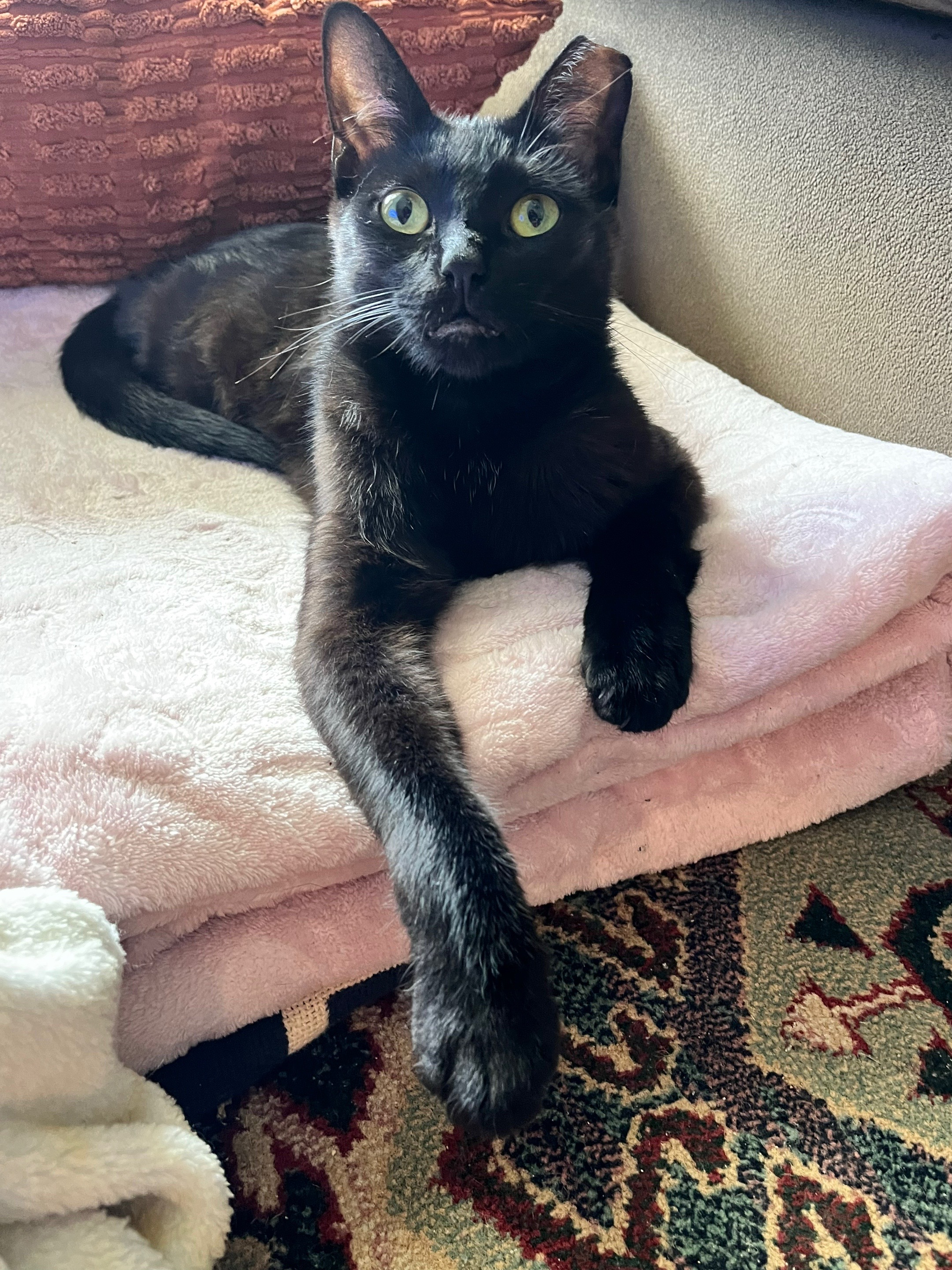 @dutch.vandercat