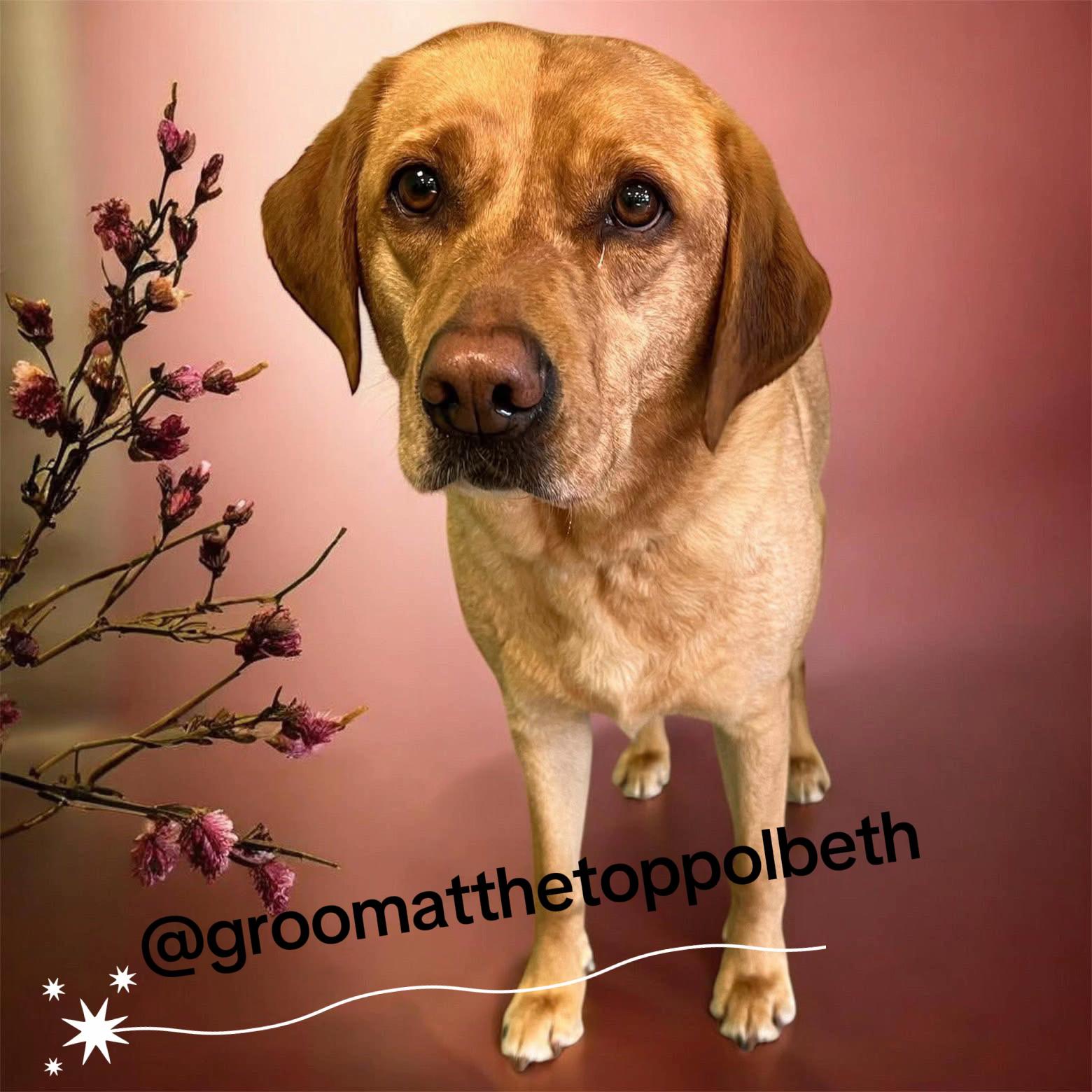 @Goldenwaggytales