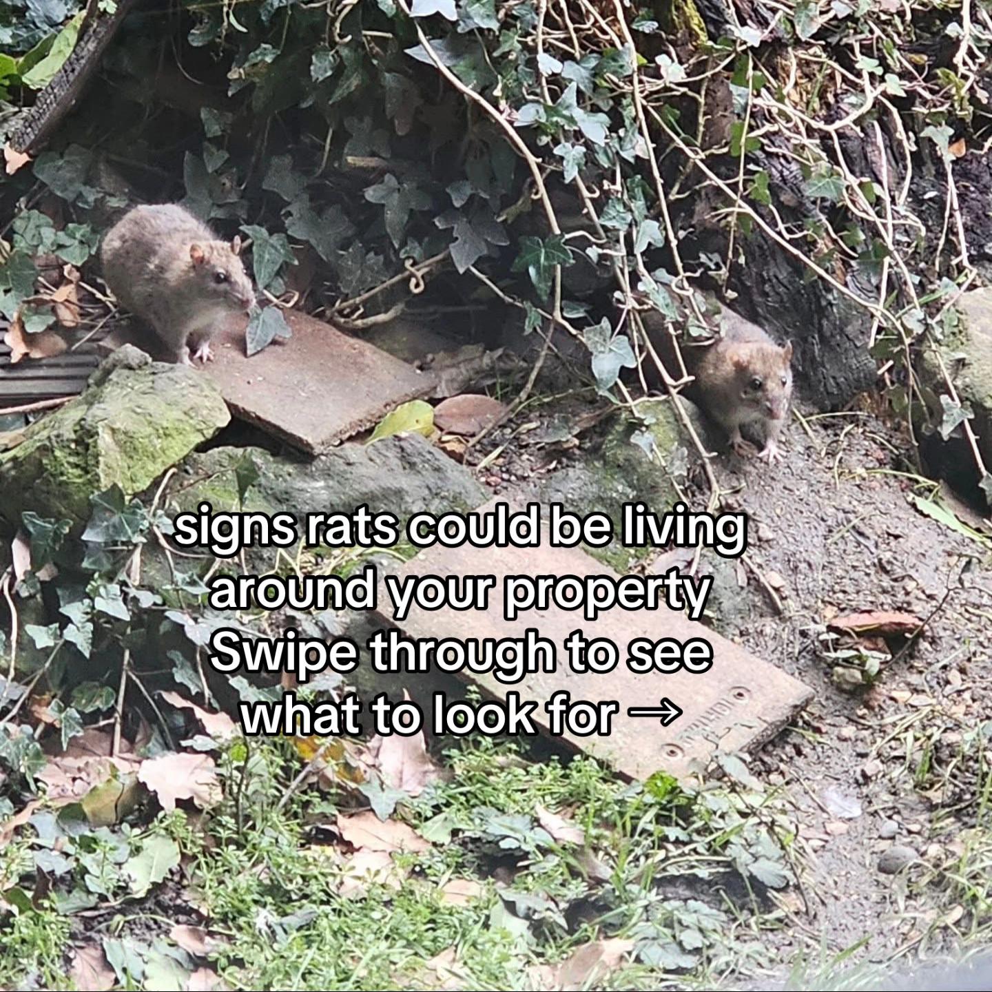 @Imperium Pest Control