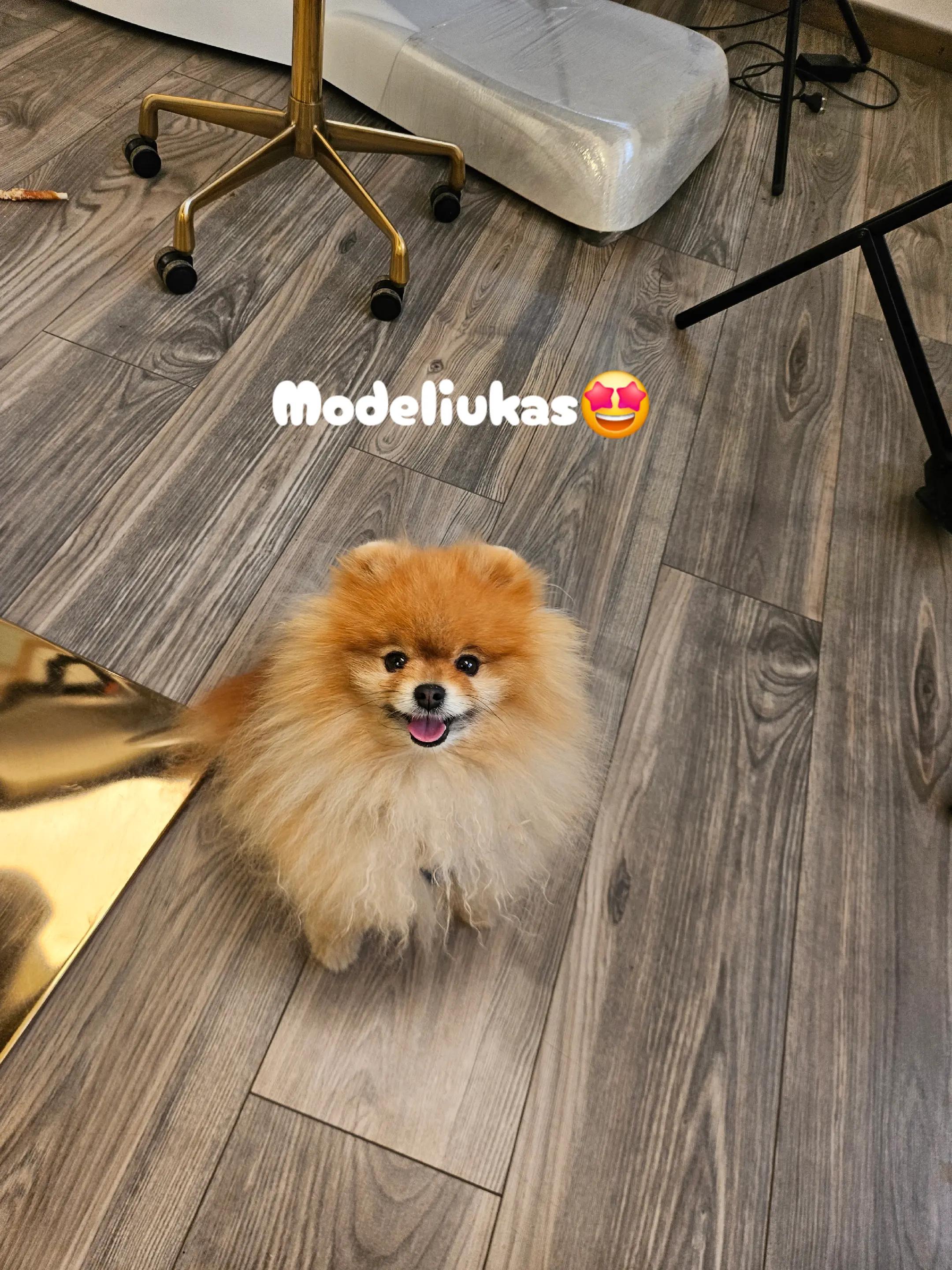 @Avokadas