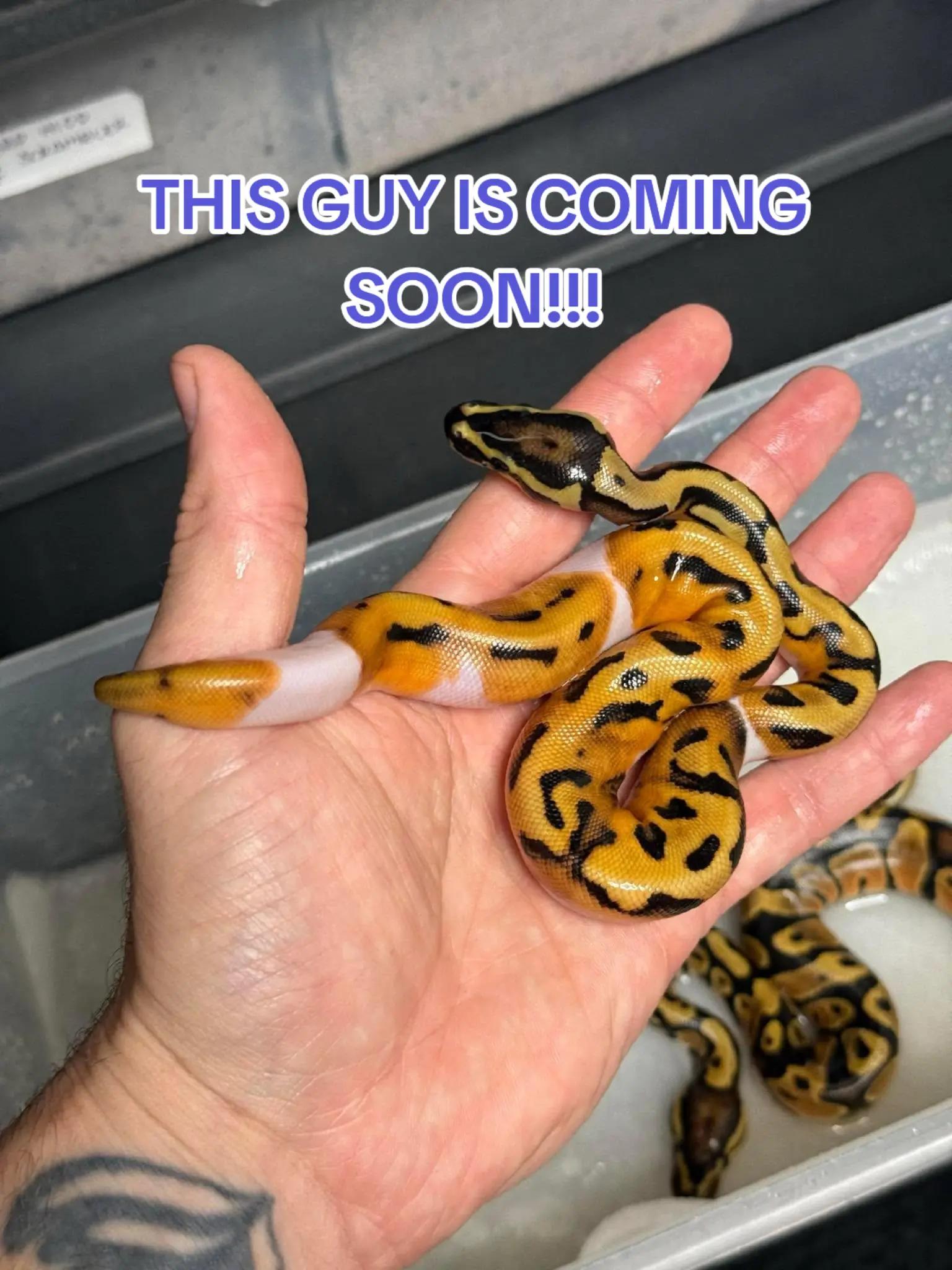 @PNW REPTILEZ