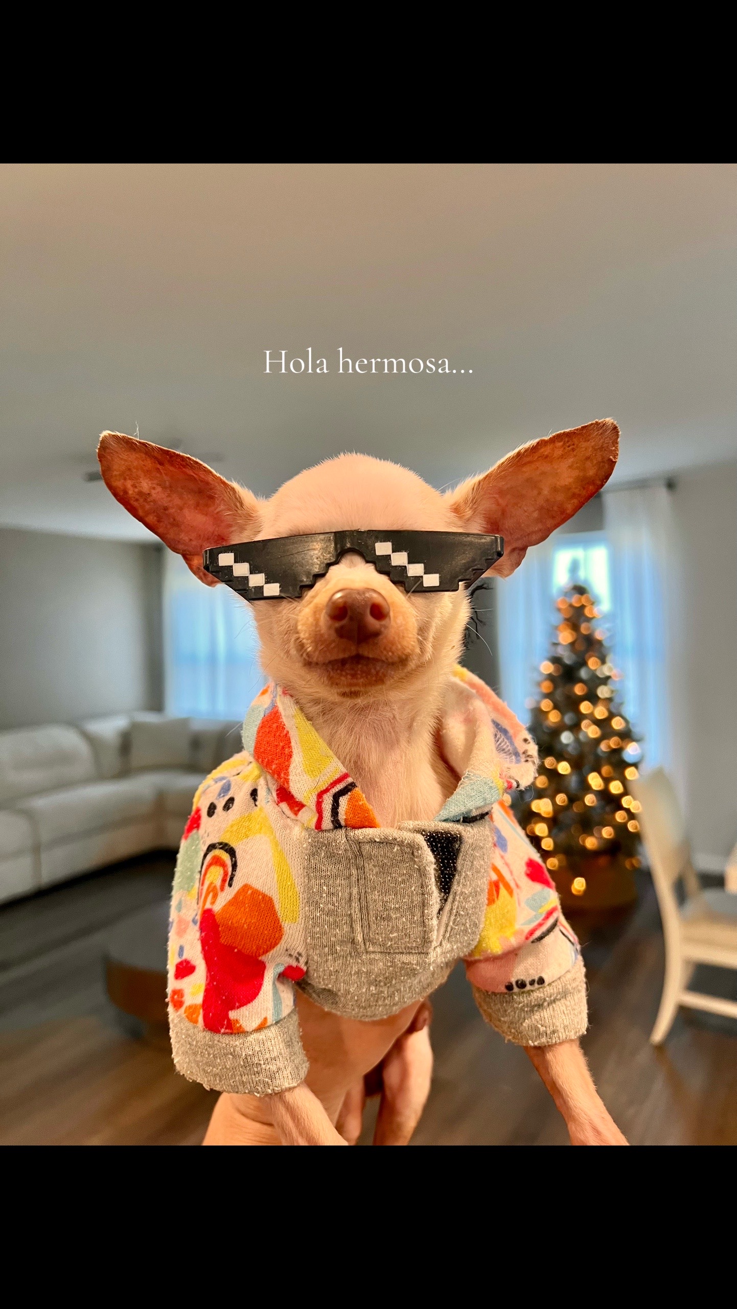 @Dobby_elchihuahua