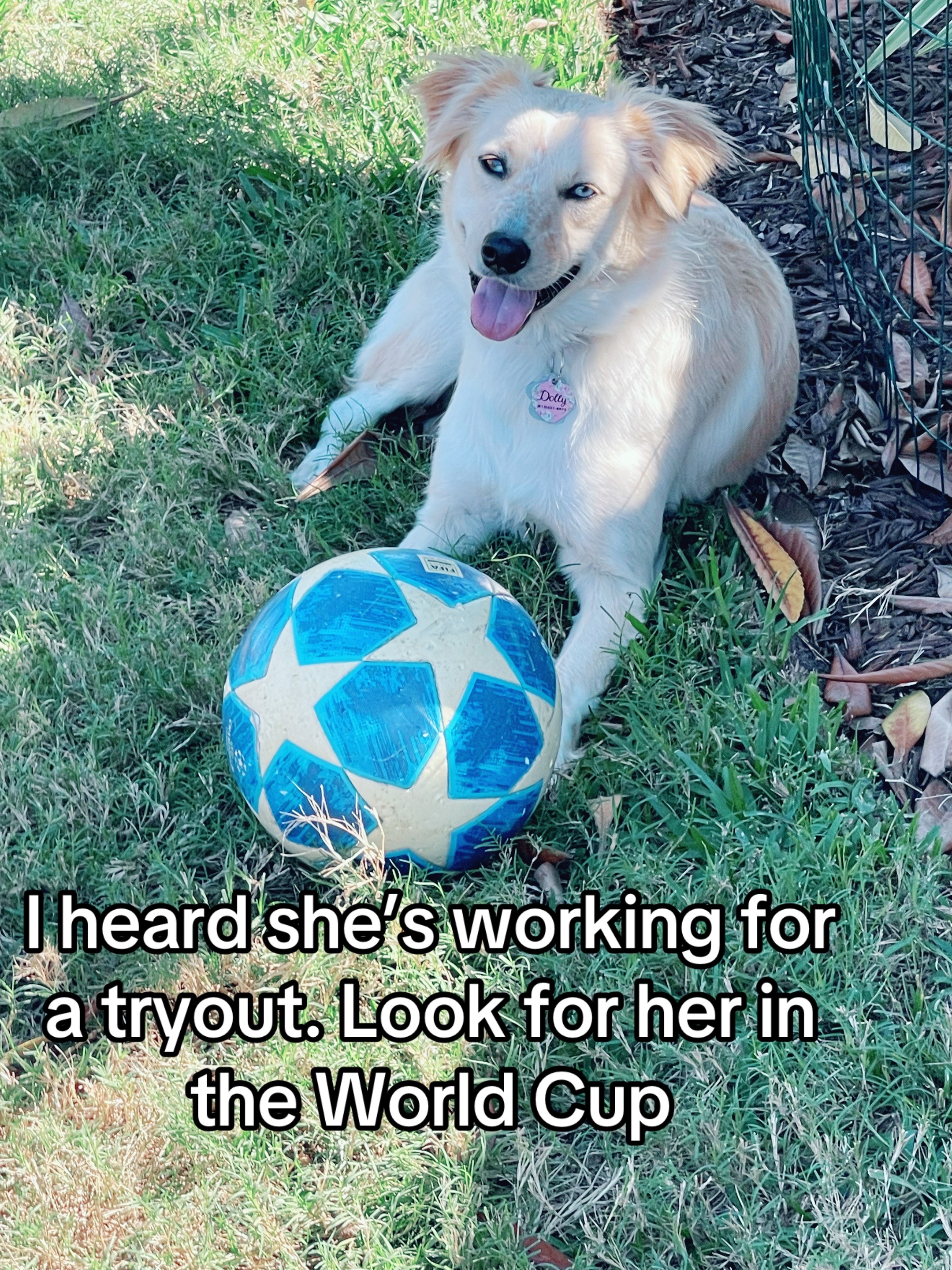 @hankanddollyrescuedogs
