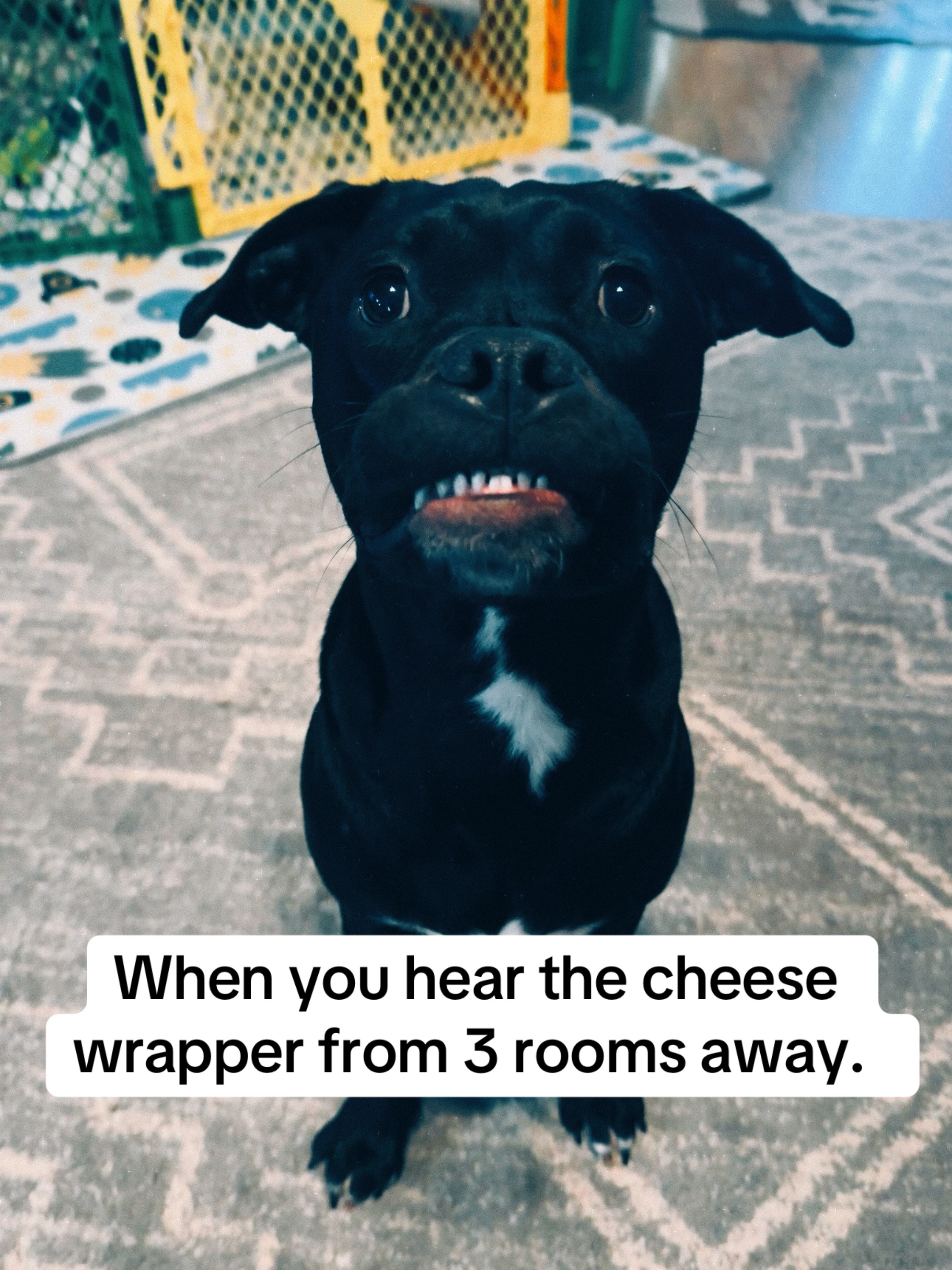 @SprinkleSprankles