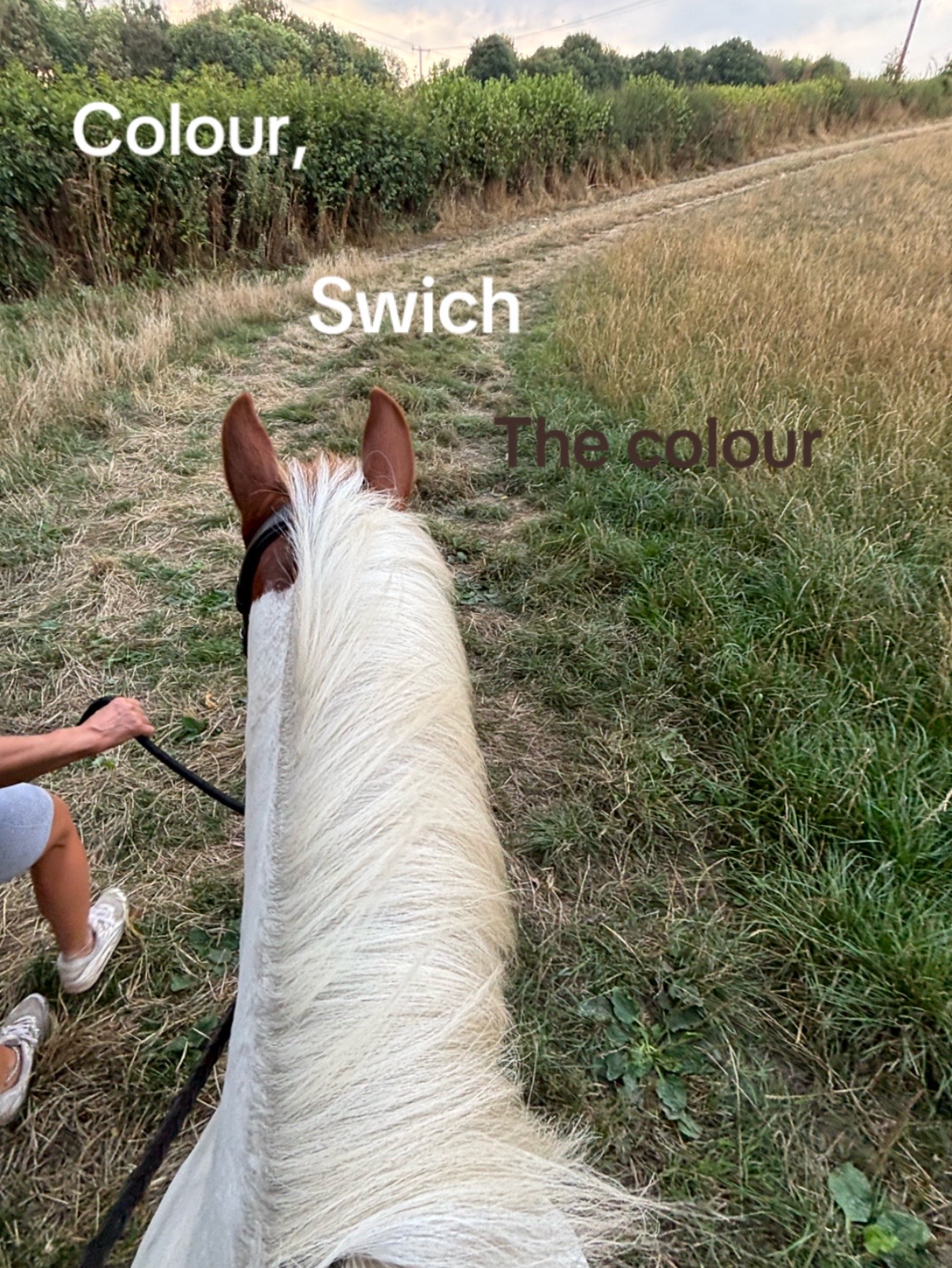 @LottiesHorseAdventures🦄🐴