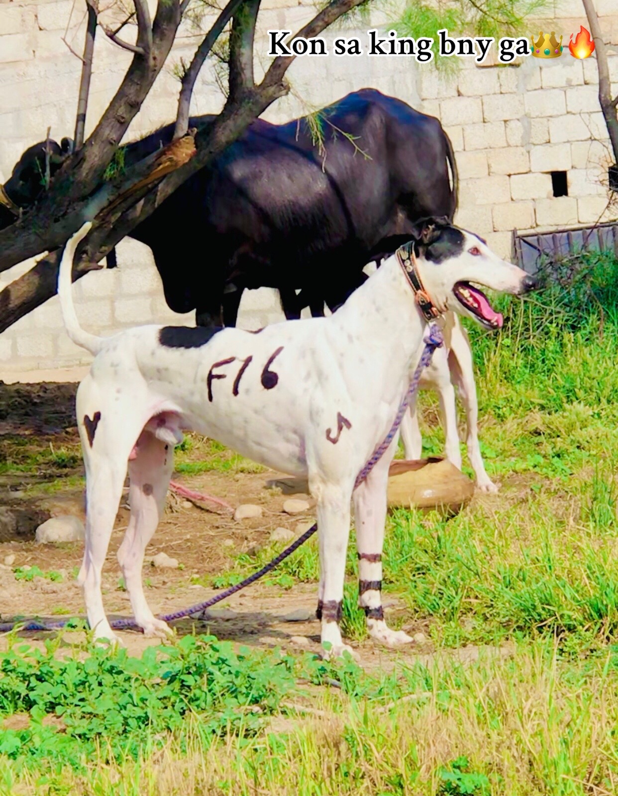 @شاہین گروپ آلہ🤟🔥F-16