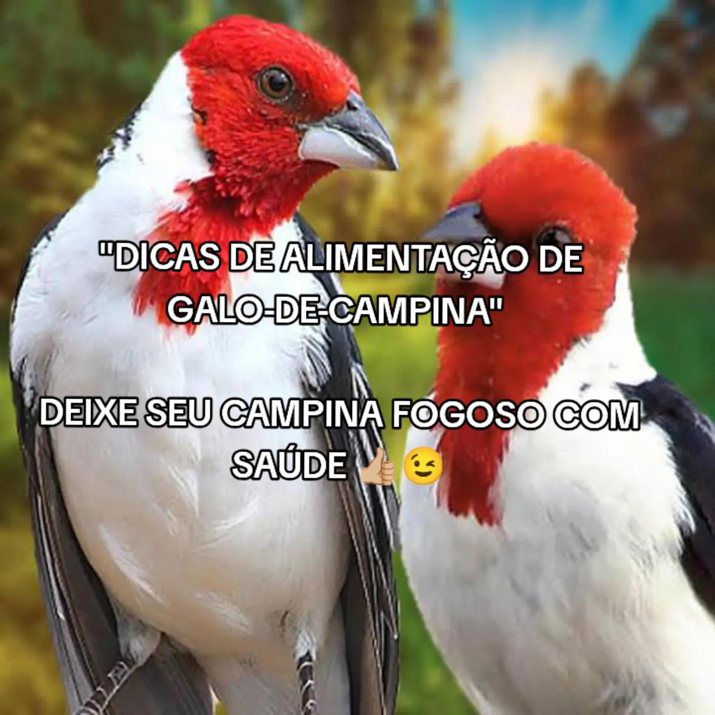@JR_DO_AZULAOšµ